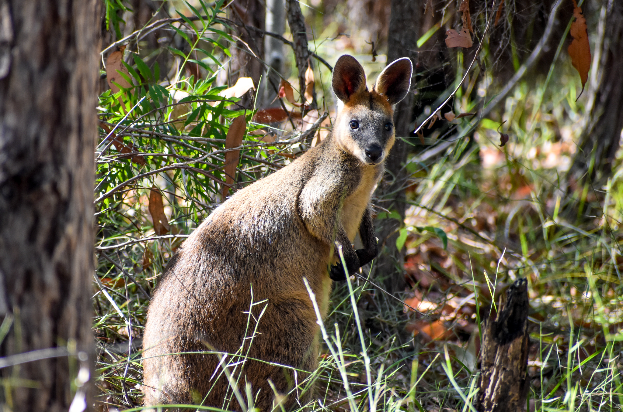 Swamp Wallaby