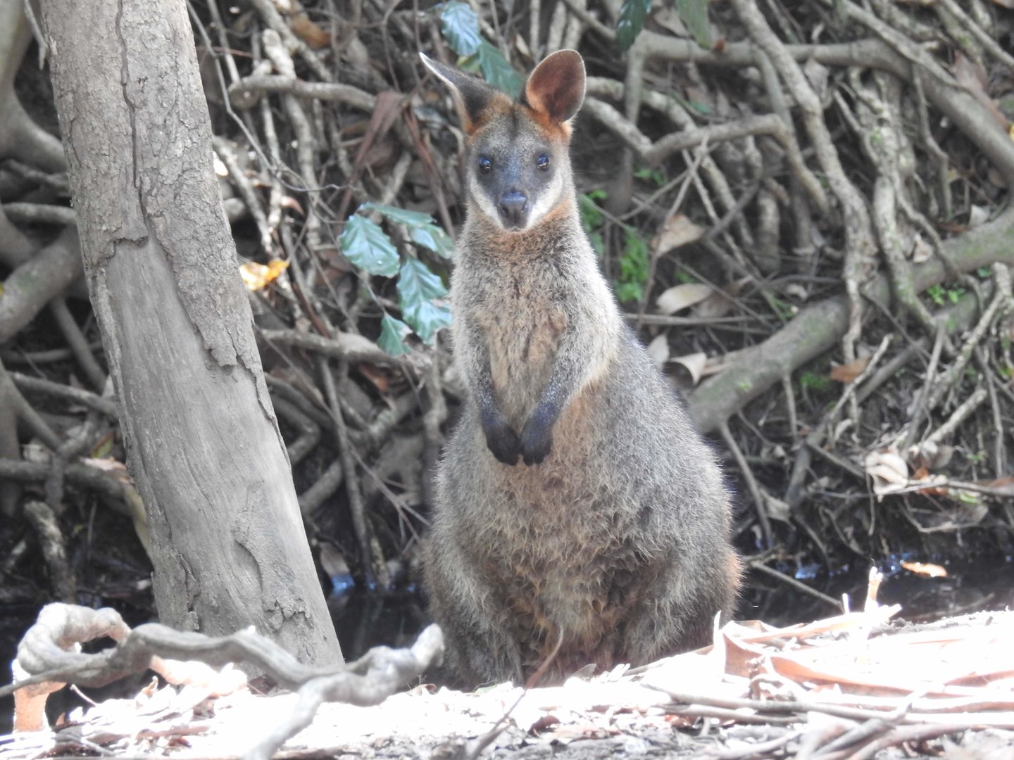 Swamp Wallaby