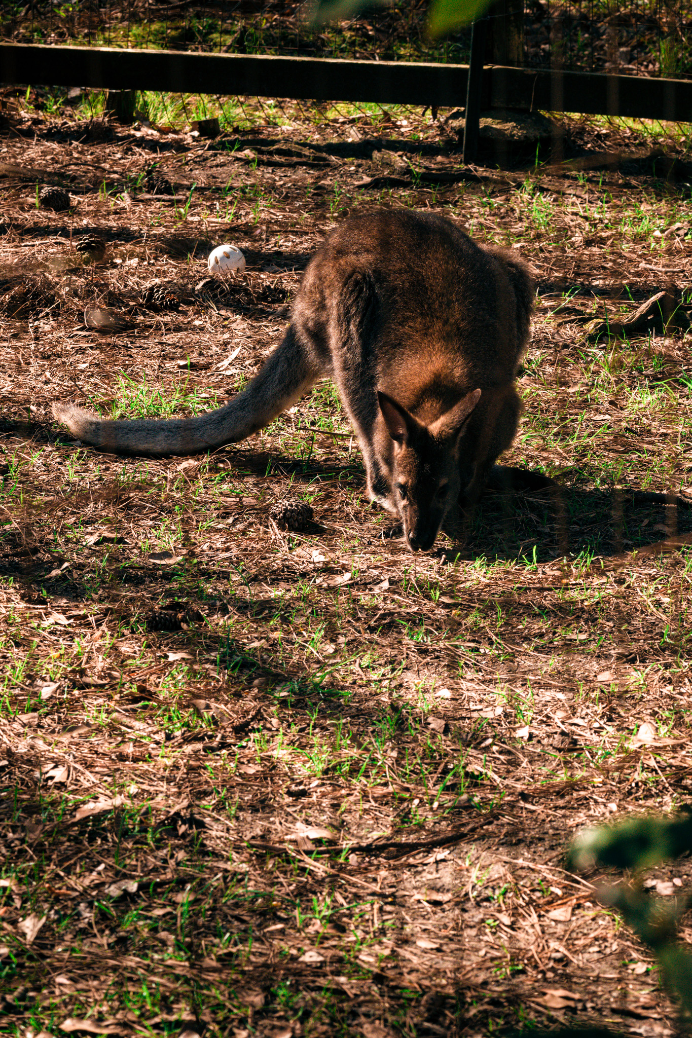swamp wallaby