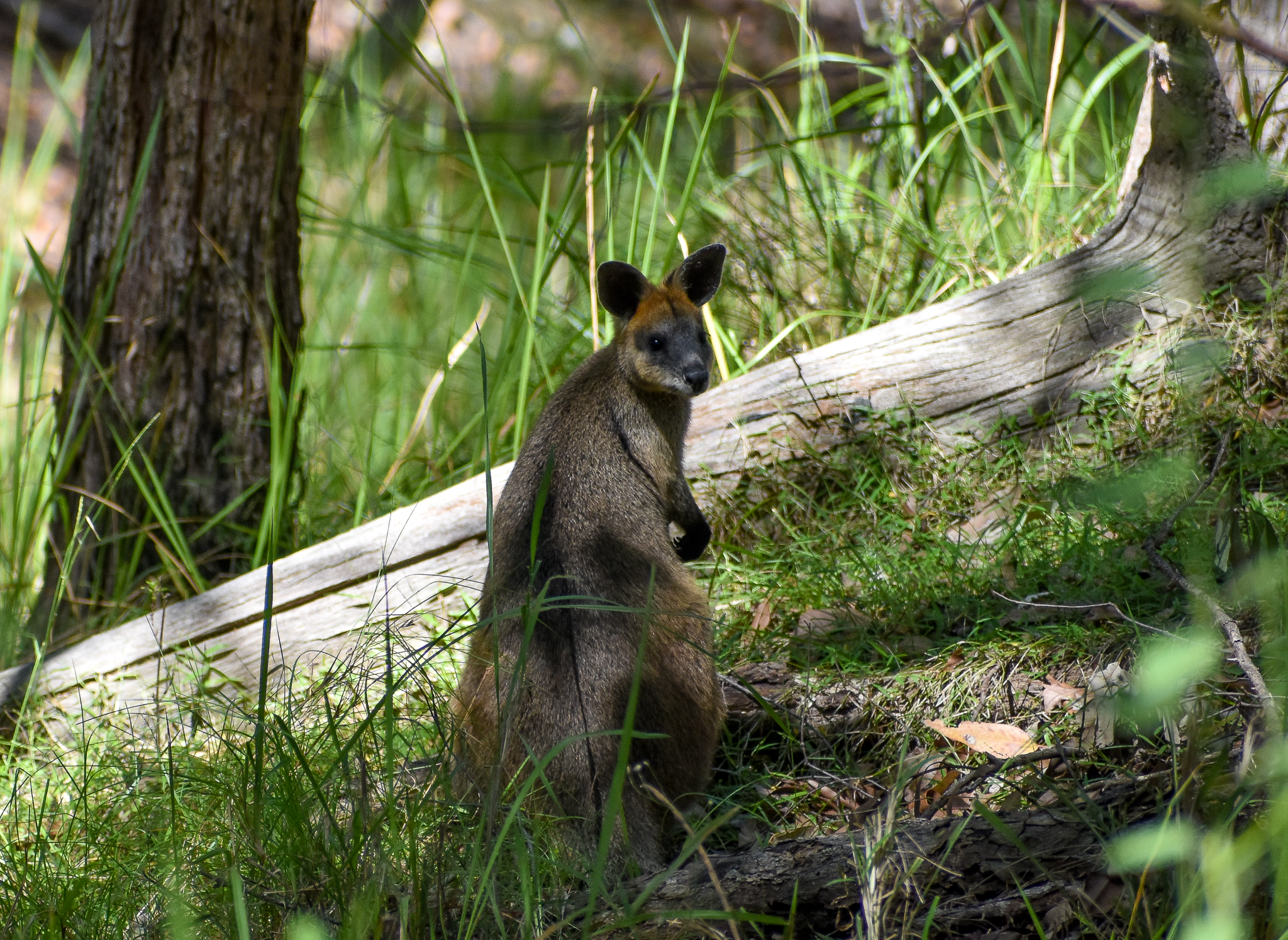 Swamp Wallaby