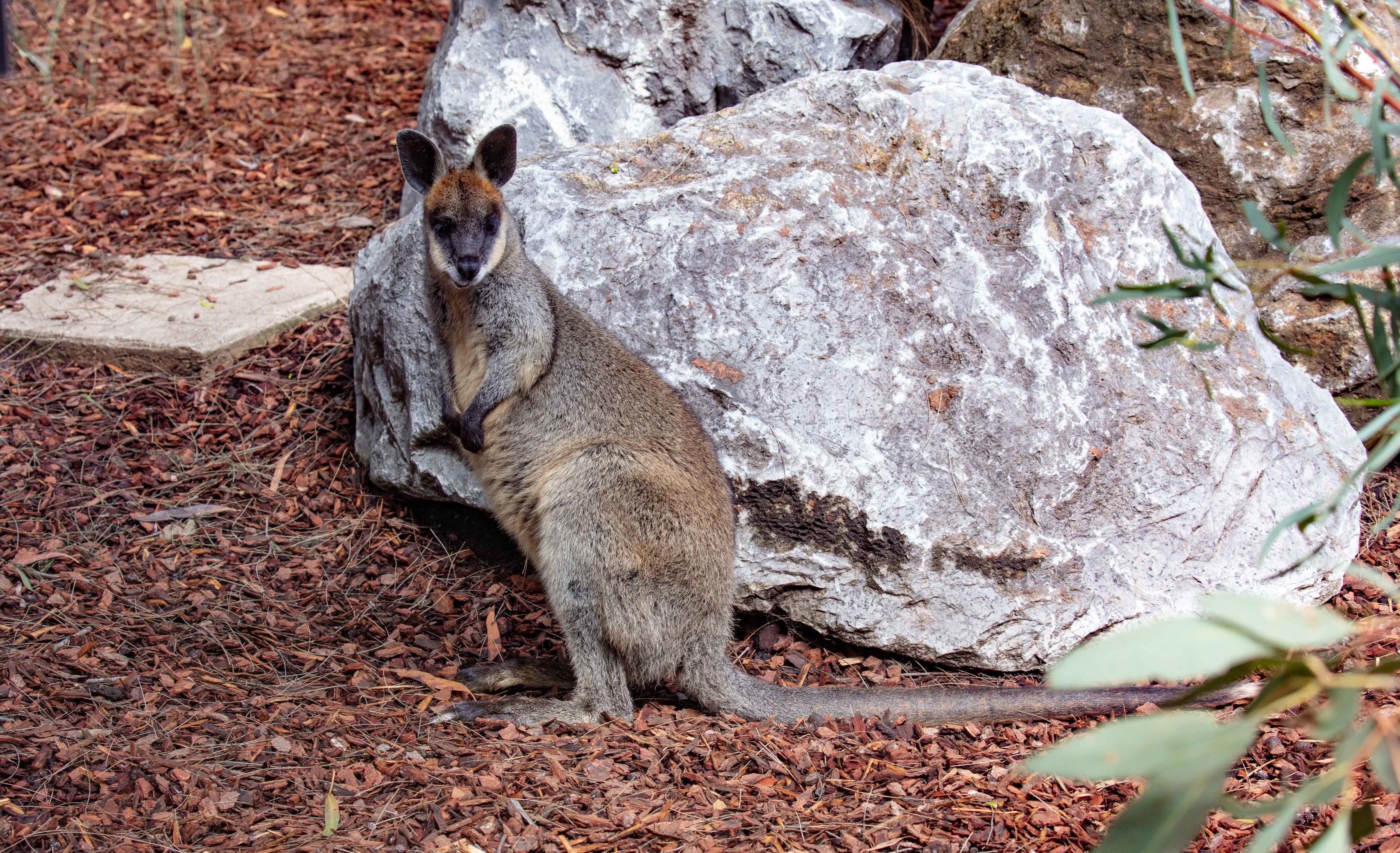 Swamp Wallaby