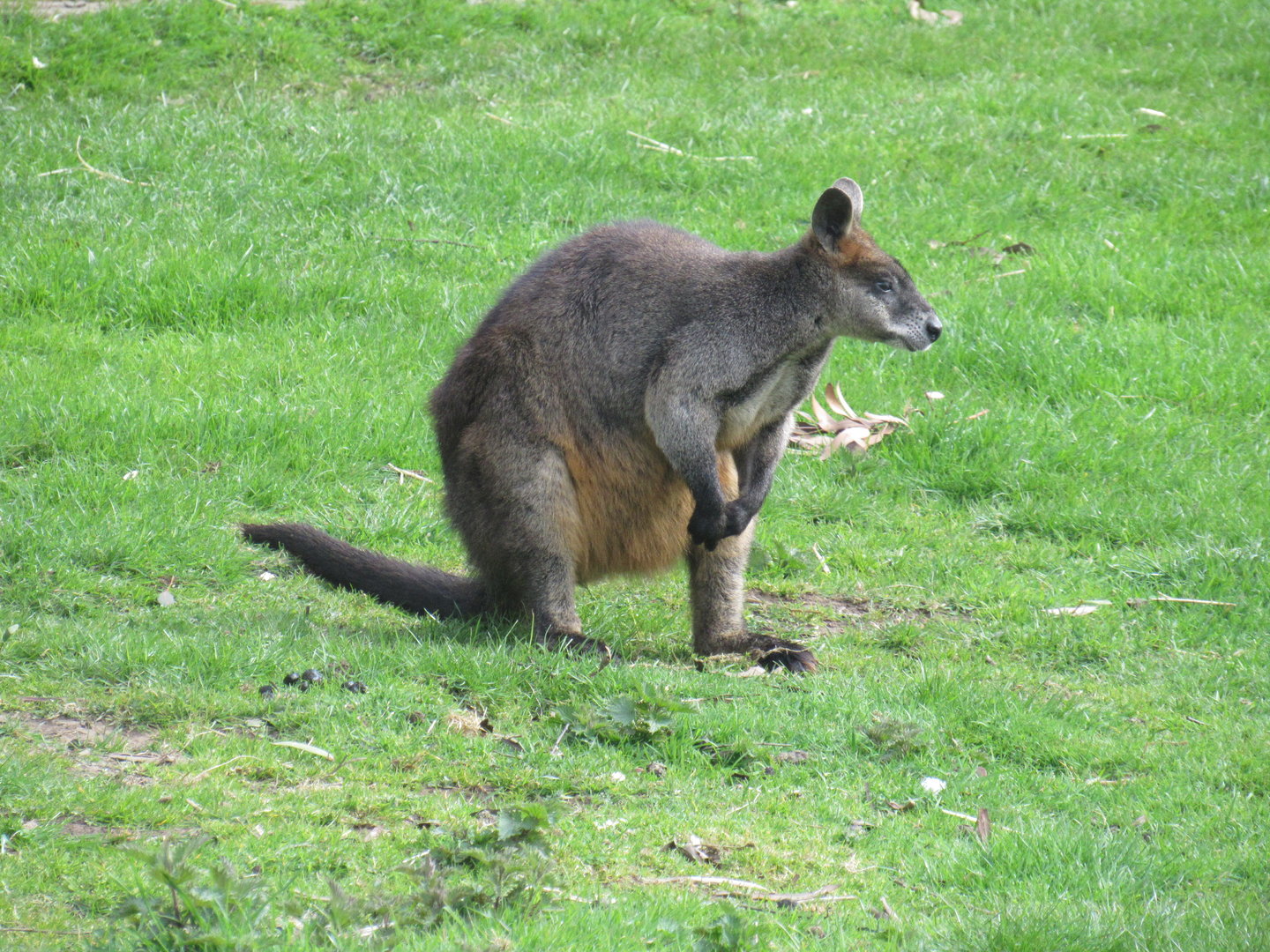 Swamp Wallaby