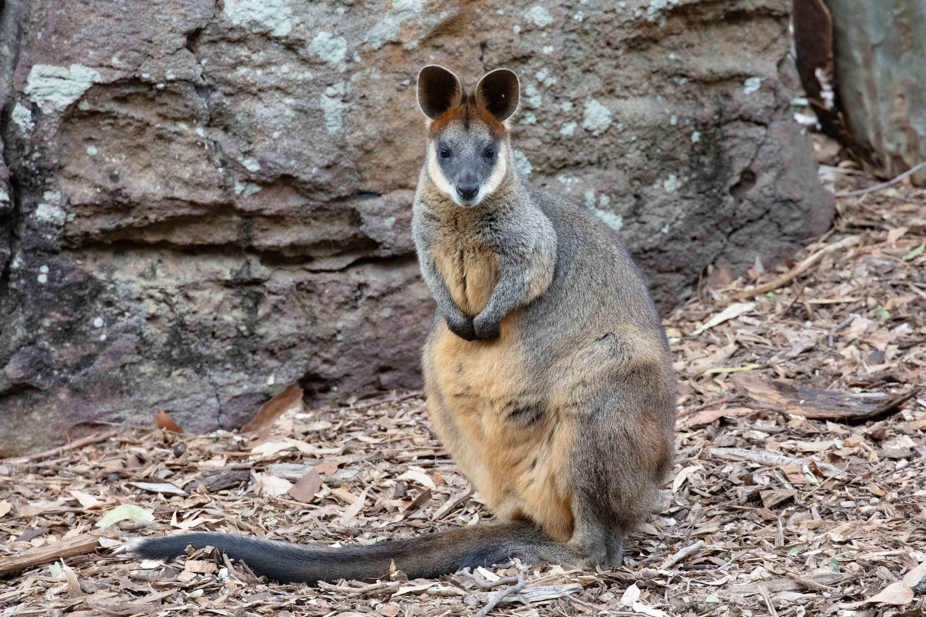 Swamp Wallaby