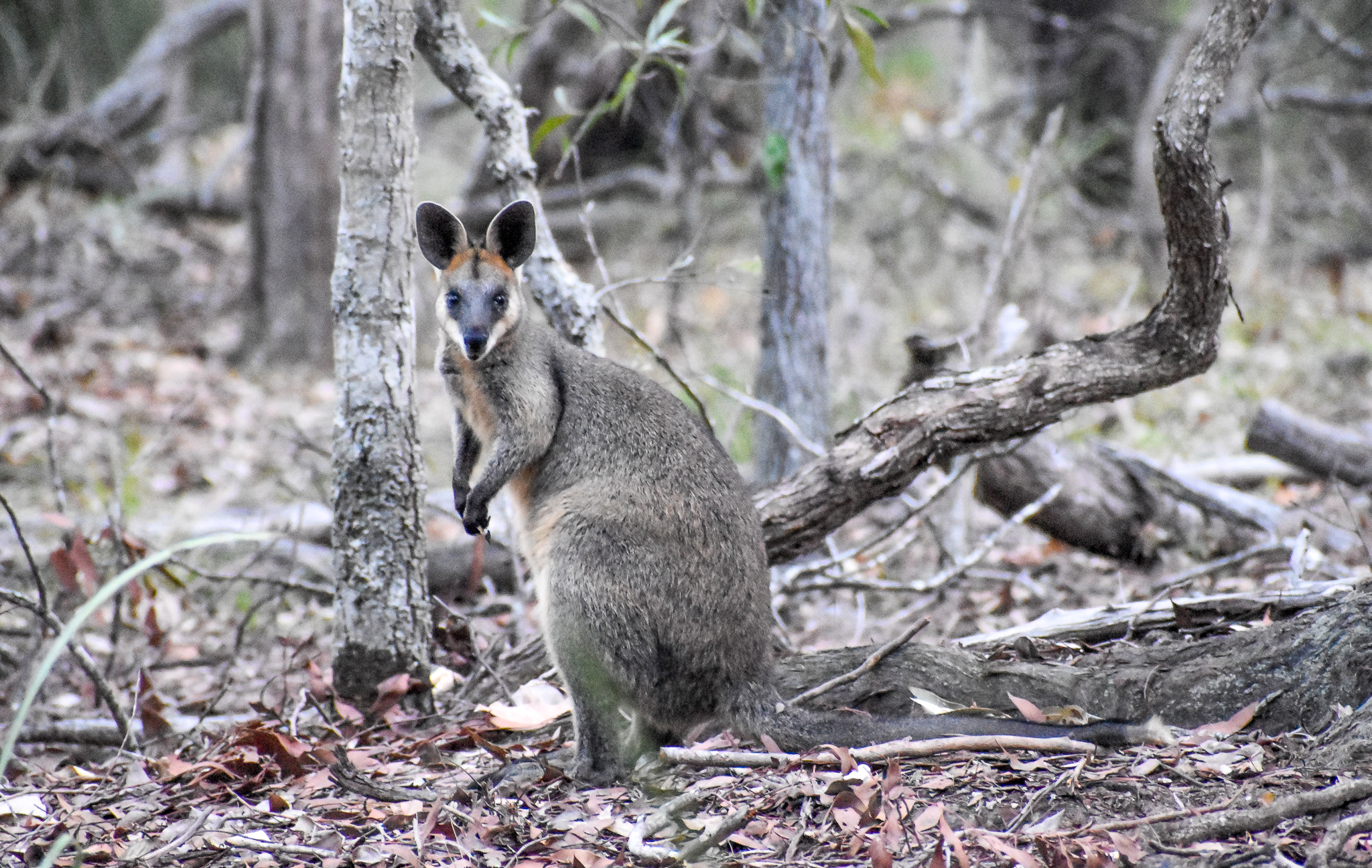 Swamp Wallaby
