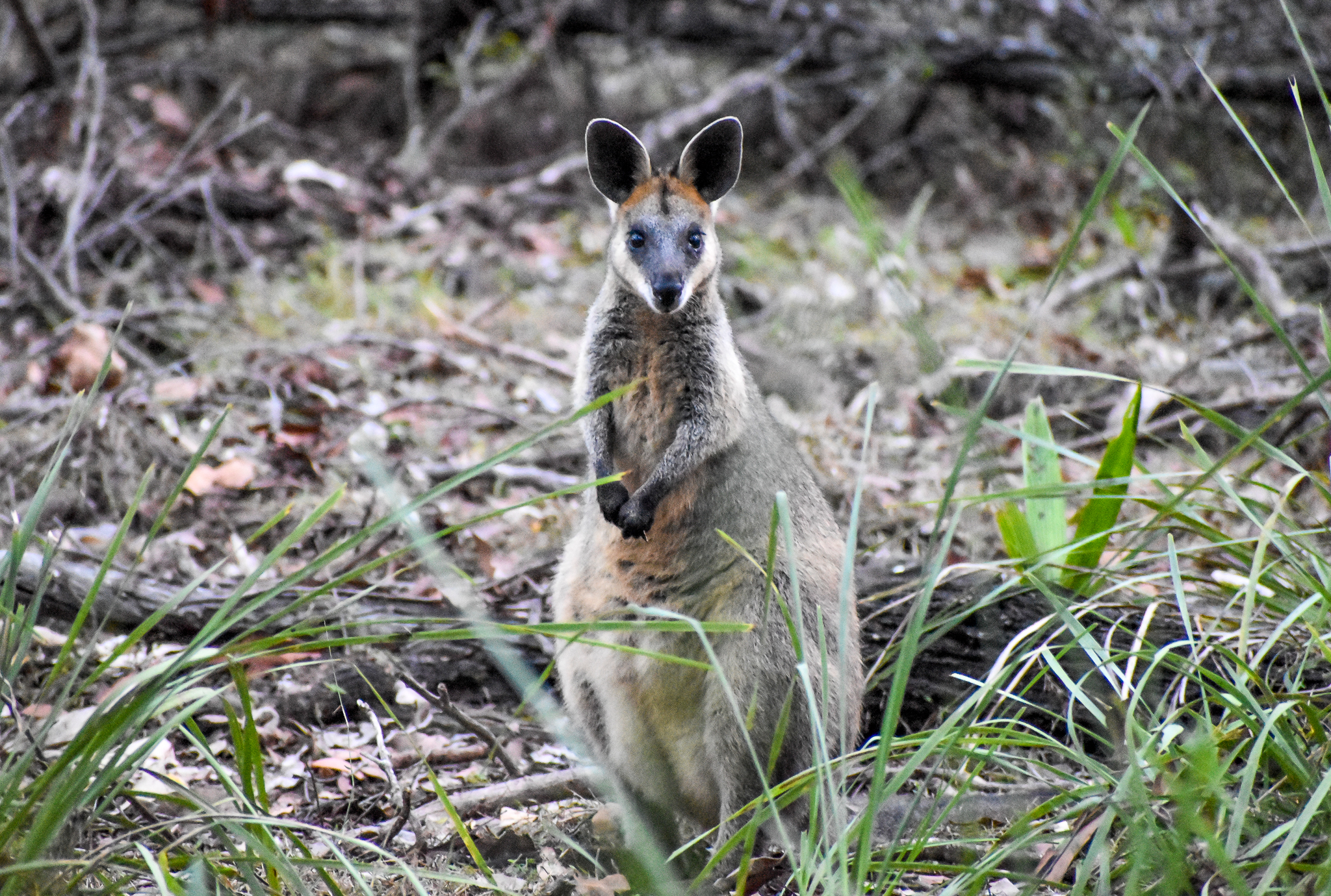 Swamp Wallaby