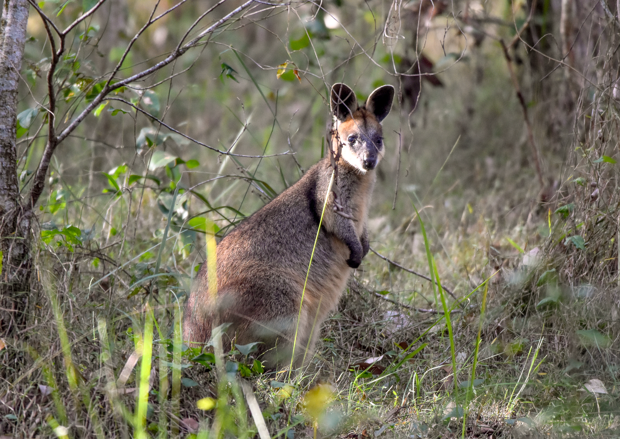 Swamp Wallaby