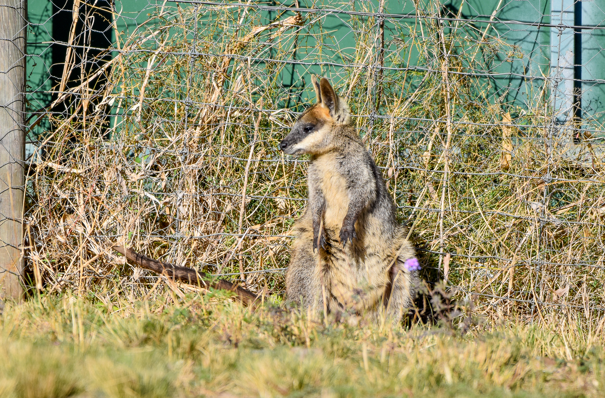 Swamp Wallaby