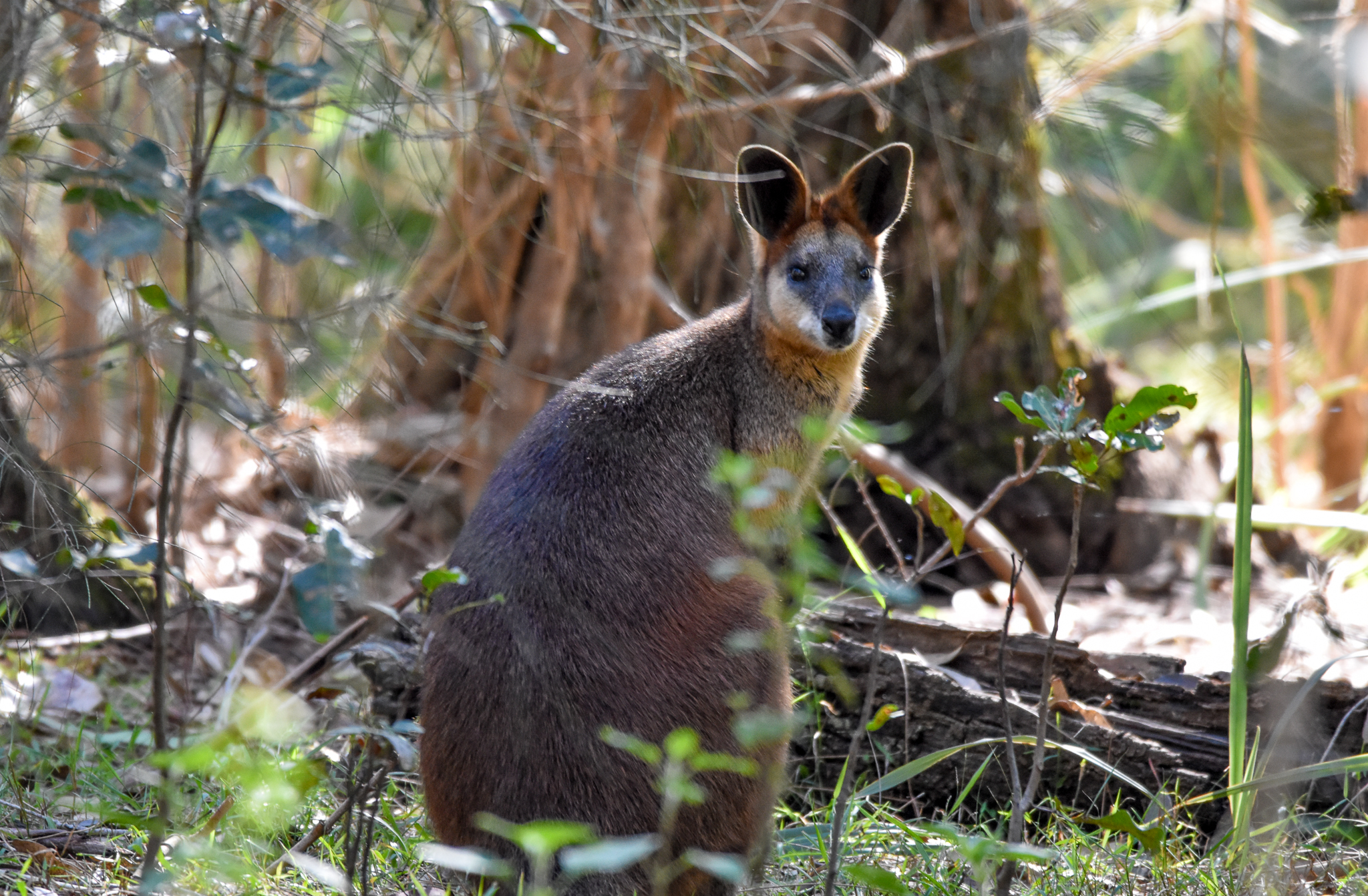 Swamp Wallaby