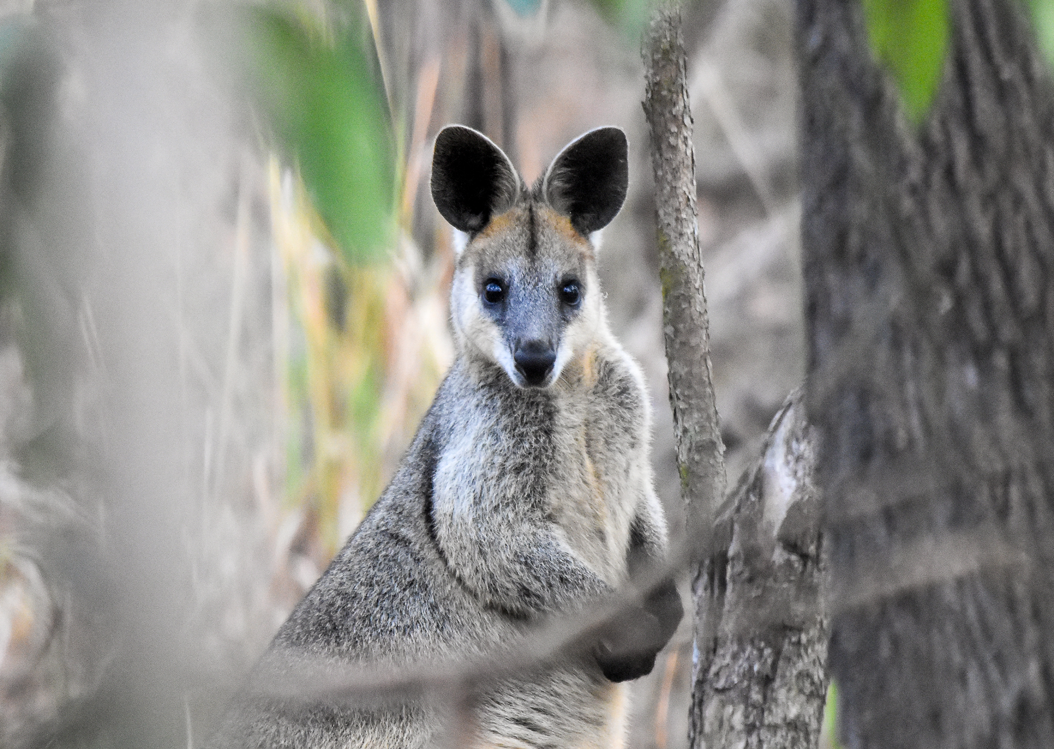 Swamp Wallaby