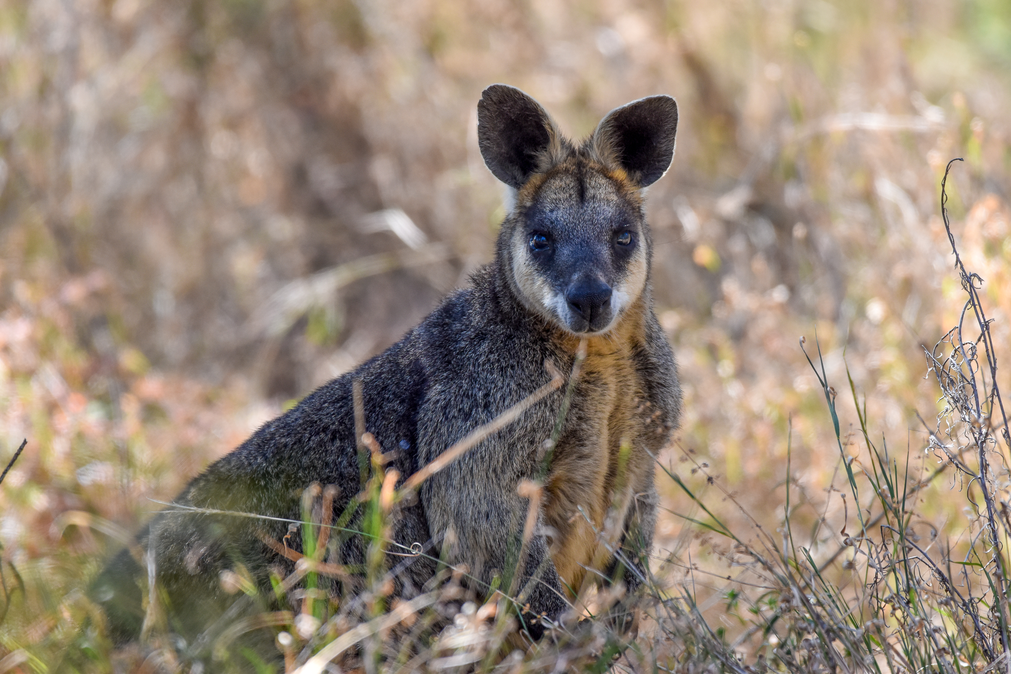 Swamp Wallaby