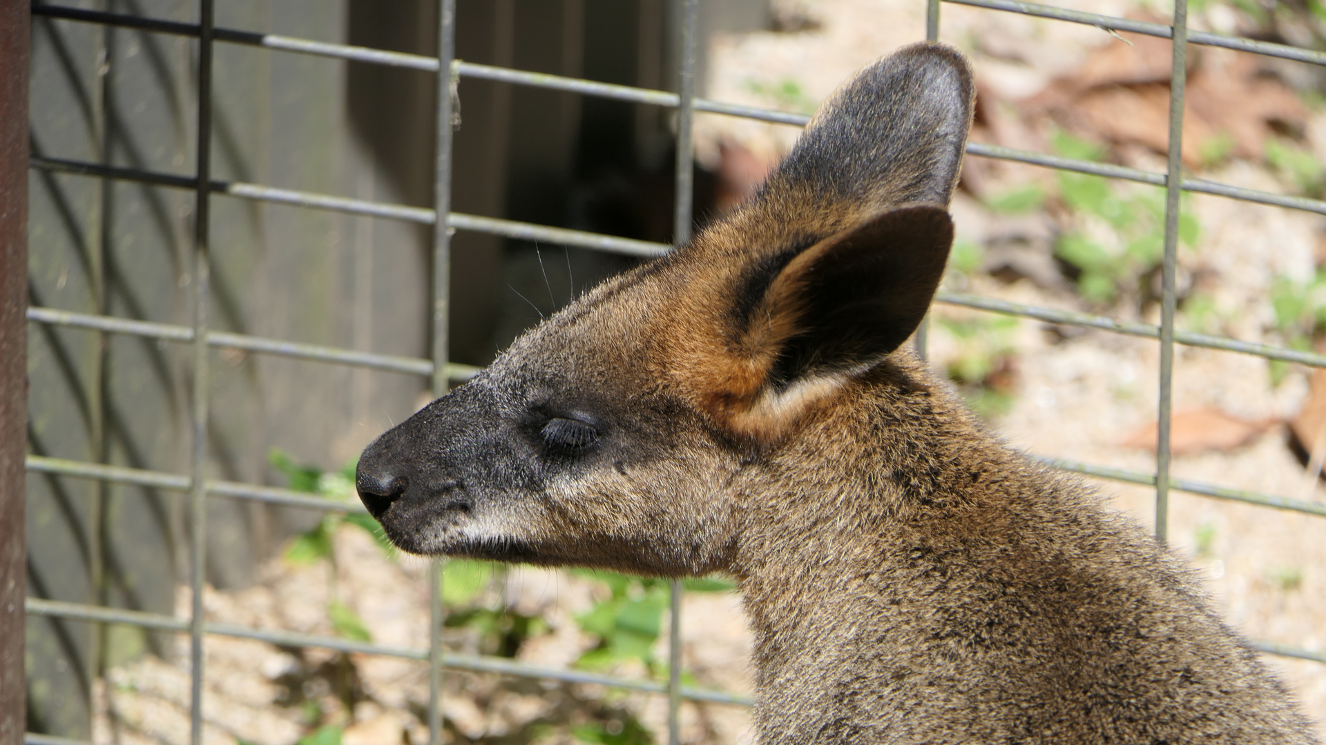 Swamp Wallaby