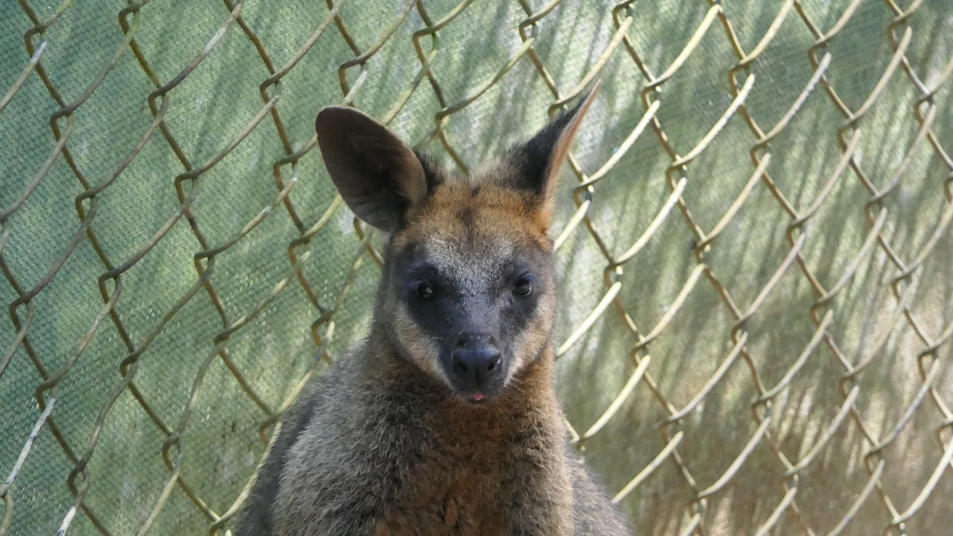 Swamp Wallaby