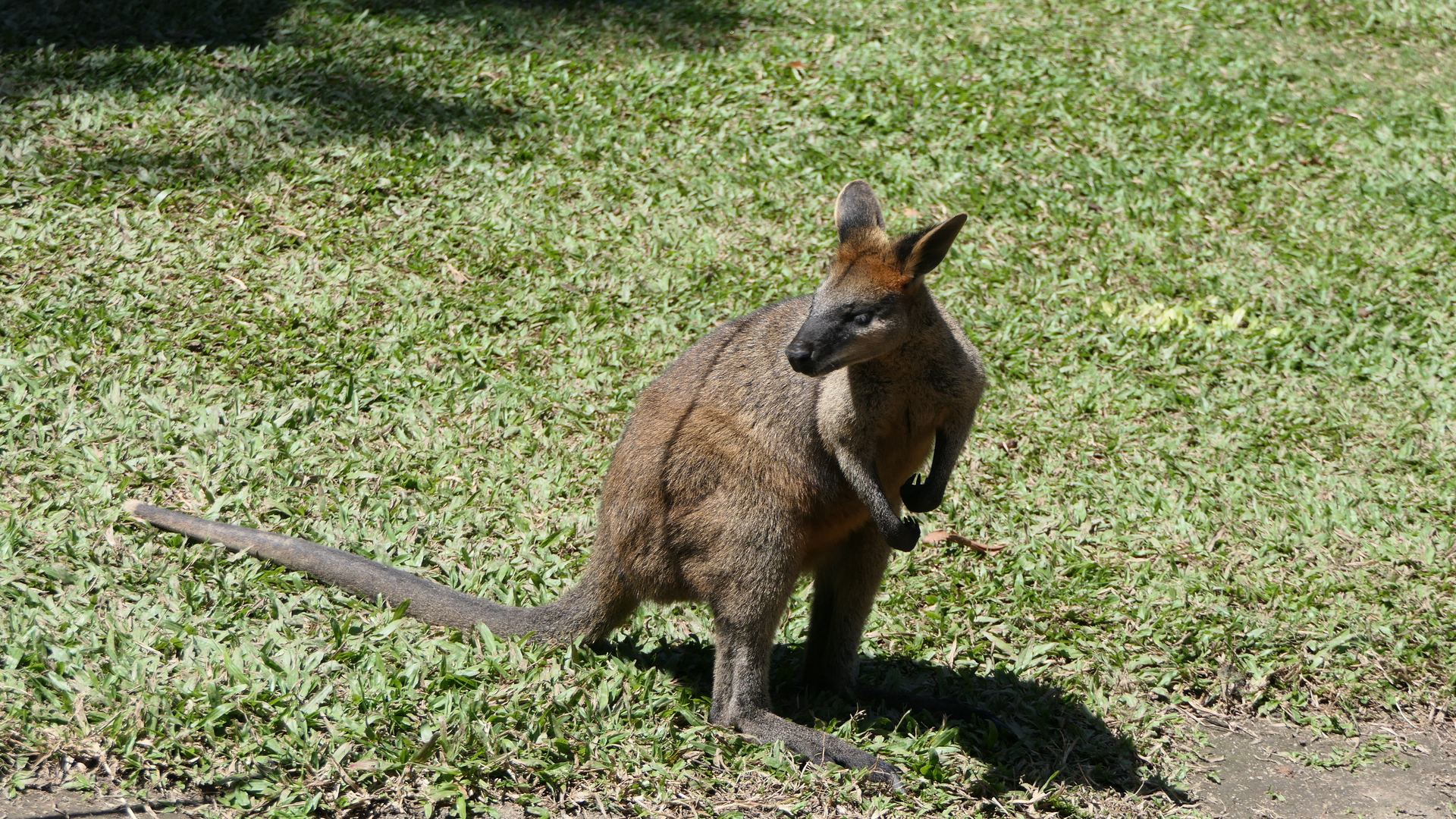 Swamp Wallaby