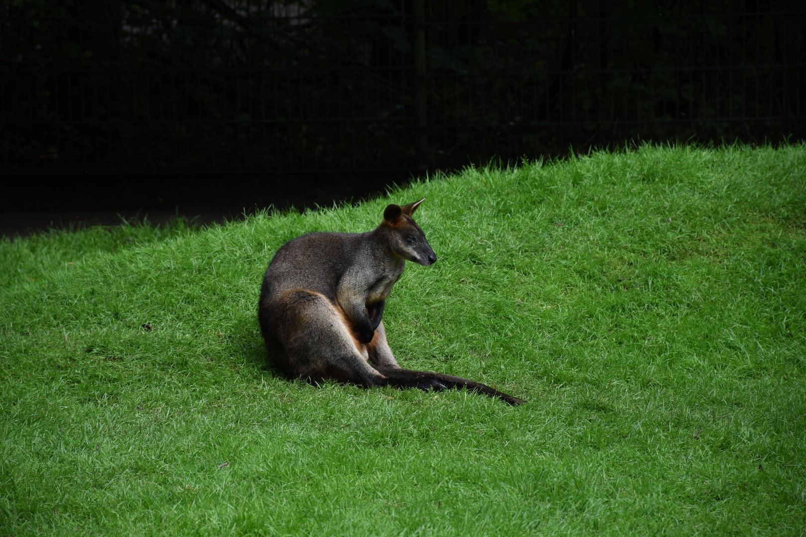 Swamp wallaby