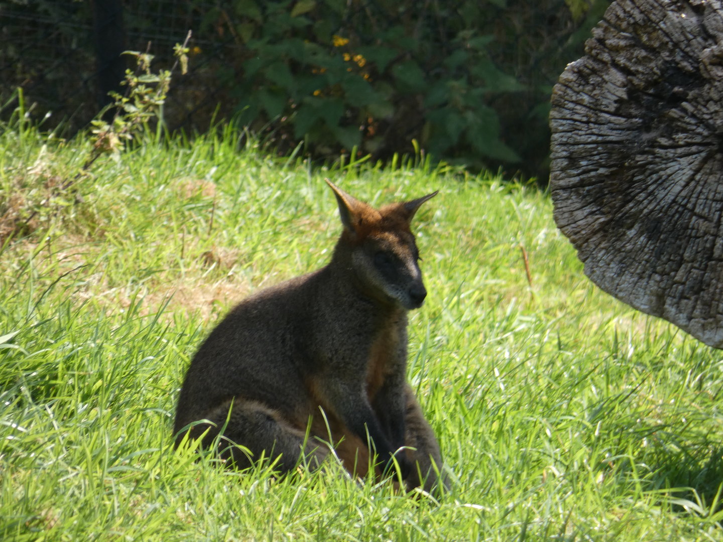 Swamp wallaby