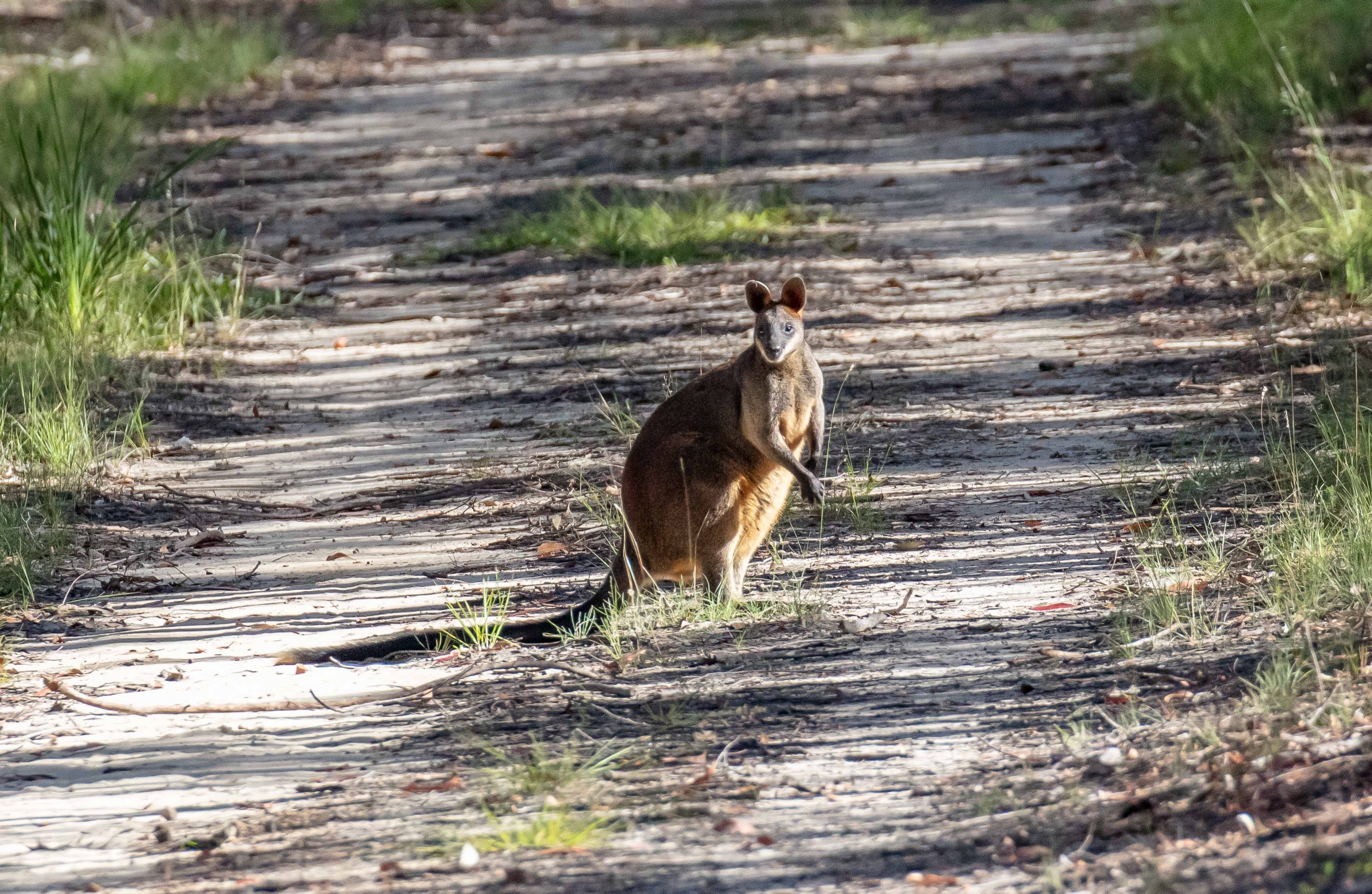 Swamp Wallaby