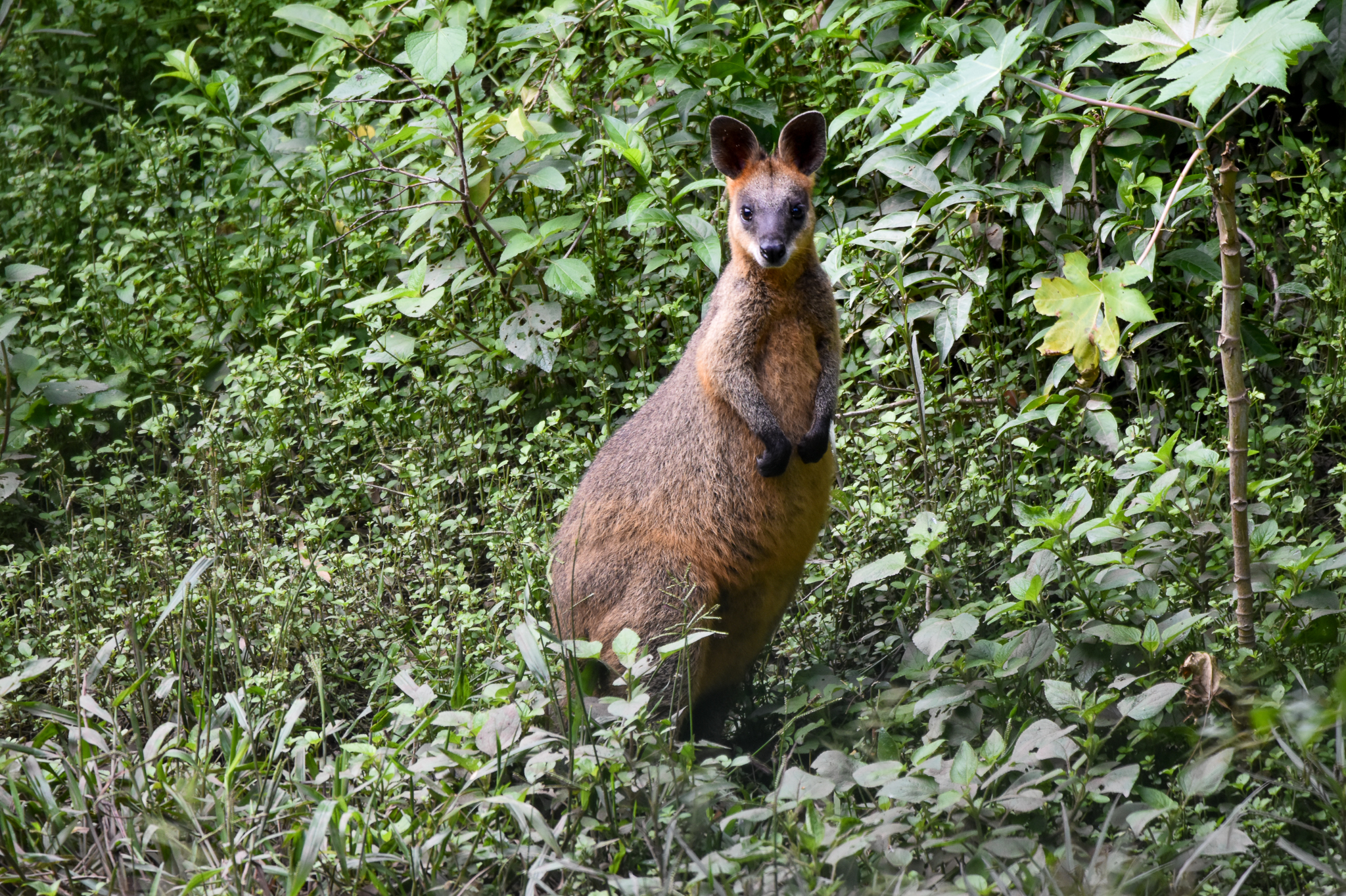 Swamp Wallaby
