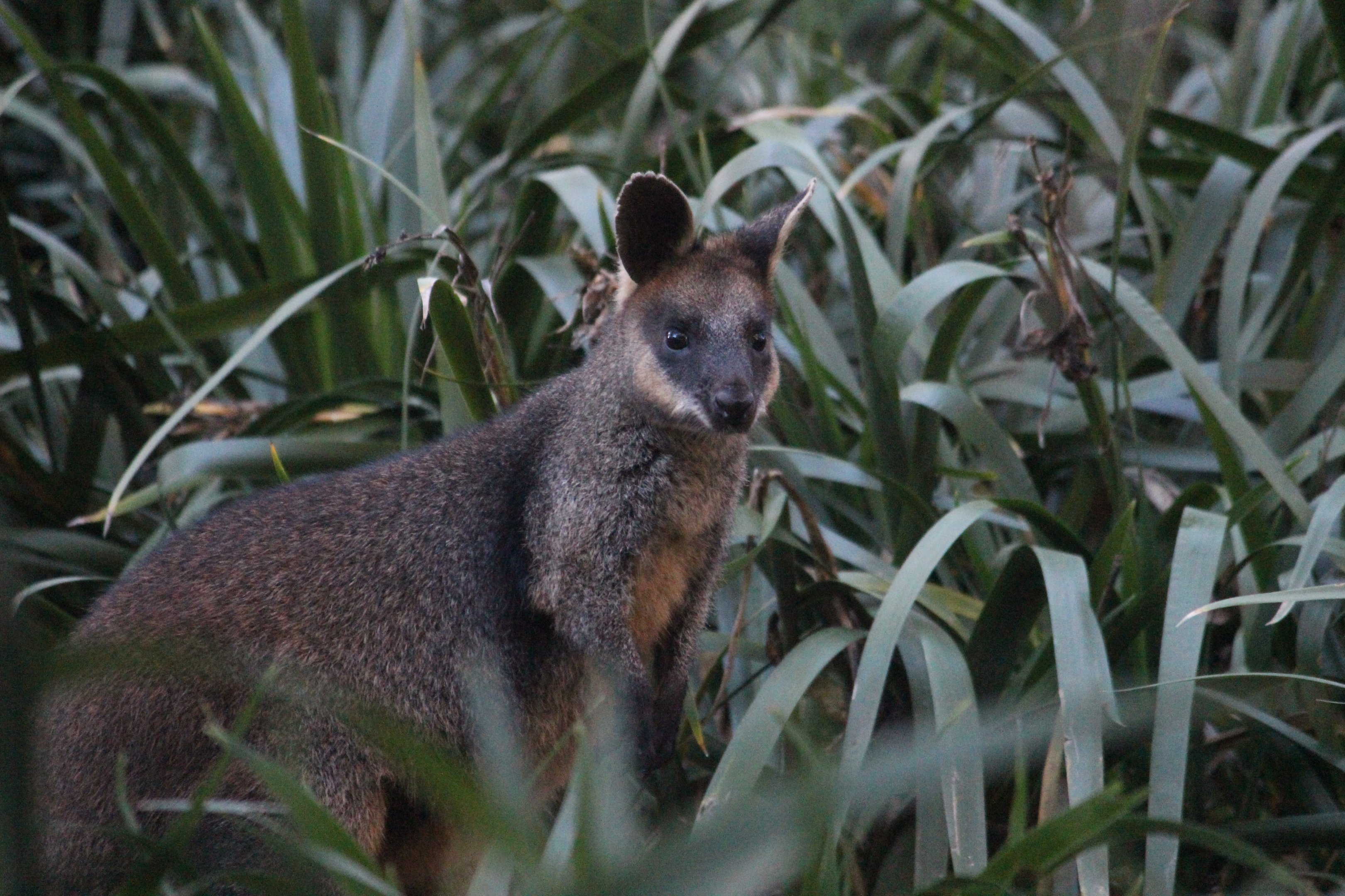Swamp Wallaby