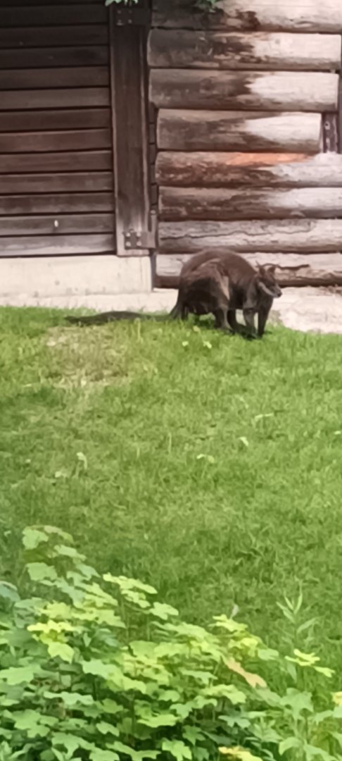 Swamp Wallaby