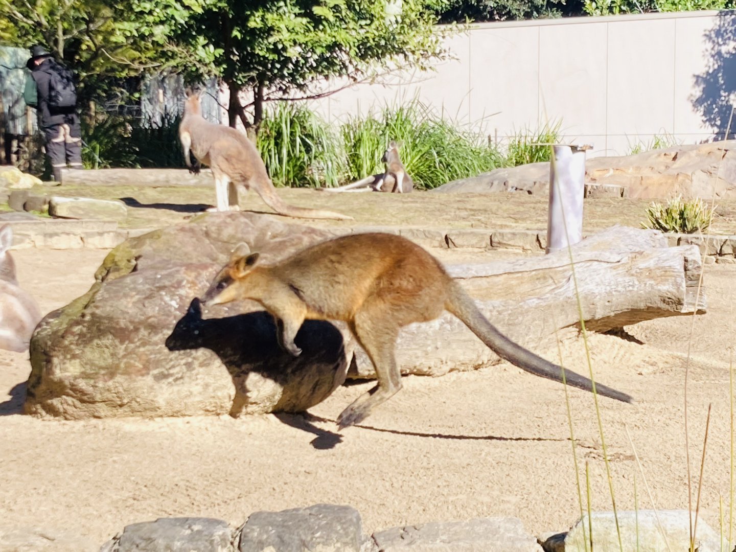 Swamp Wallaby