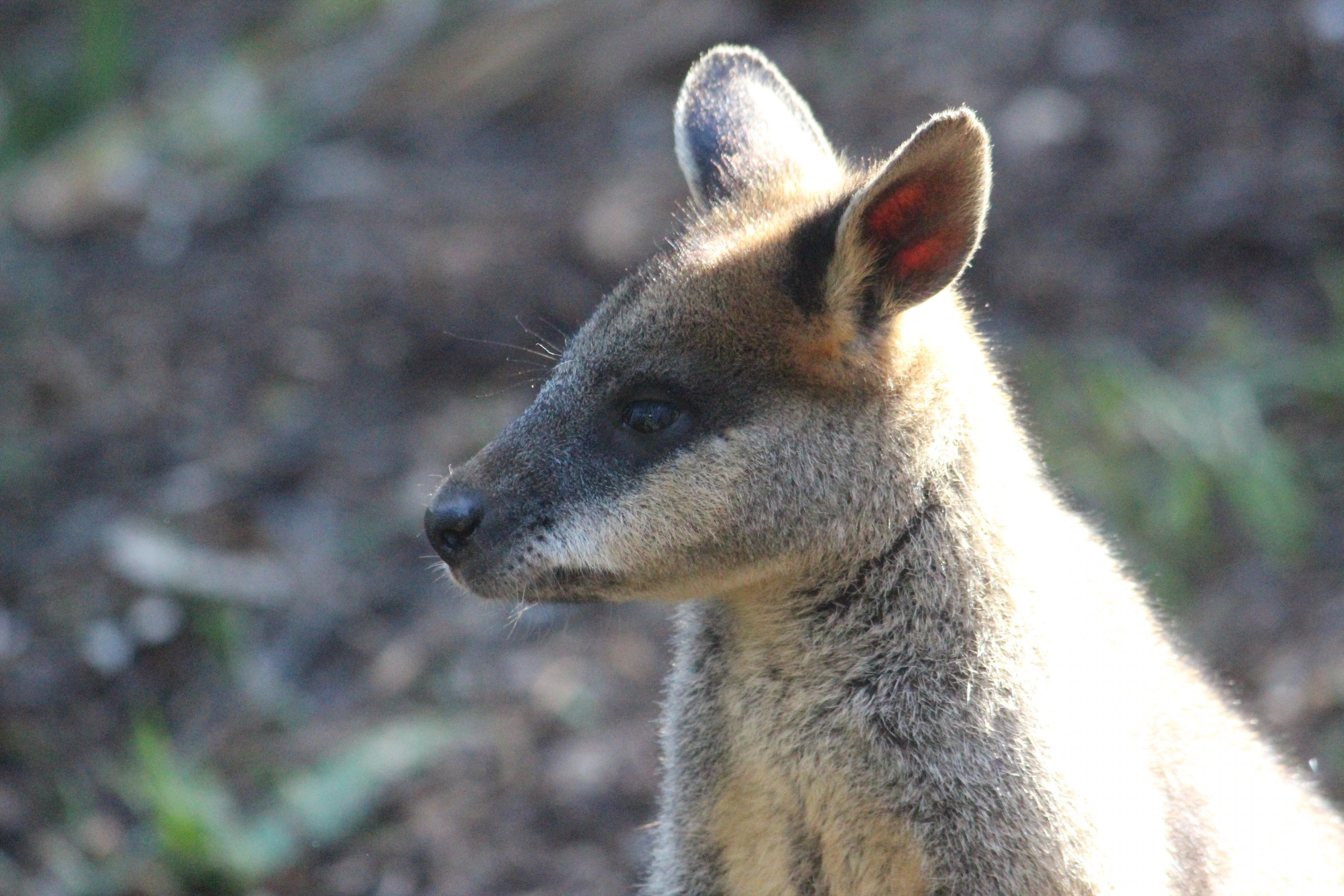 Swamp Wallaby