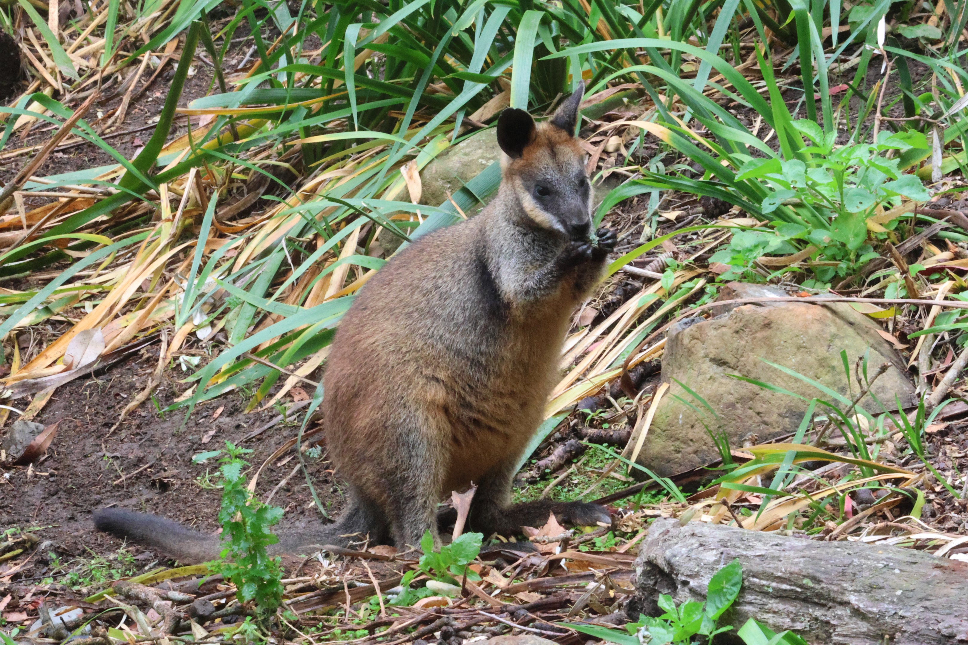 Swamp Wallaby