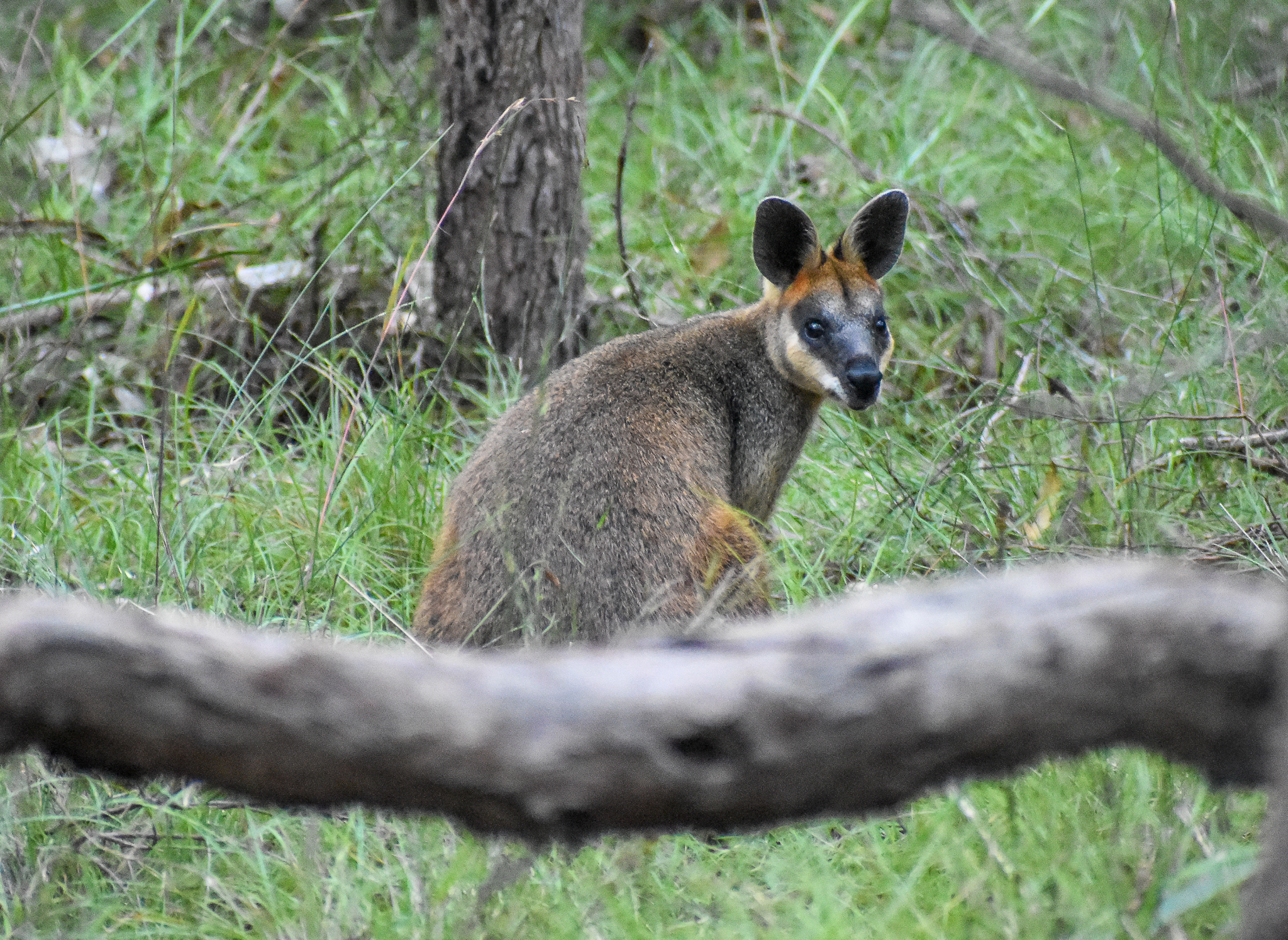 Swamp Wallaby