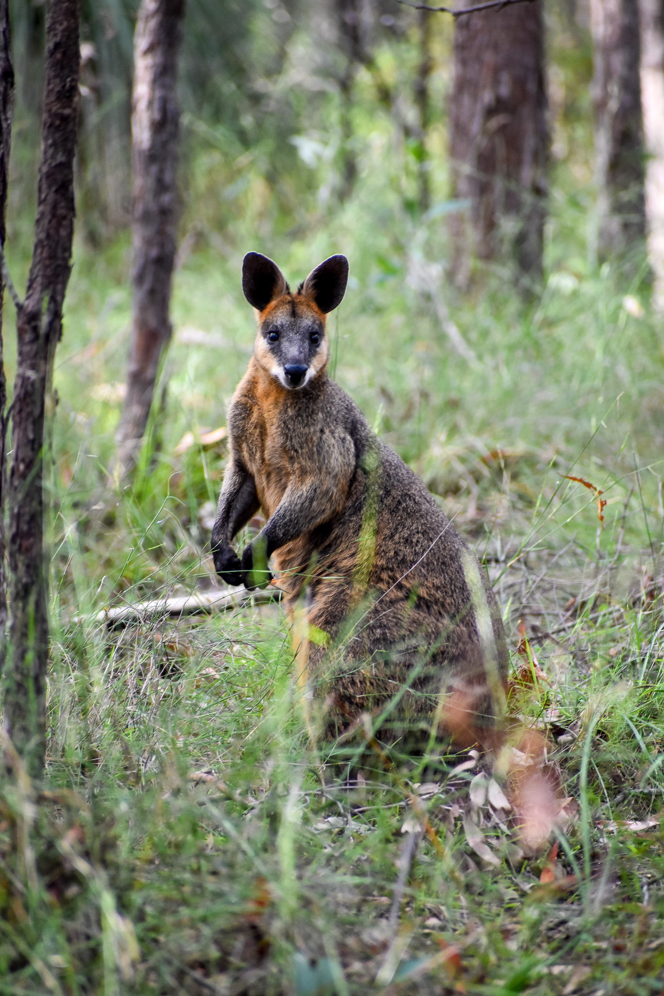 Swamp Wallaby