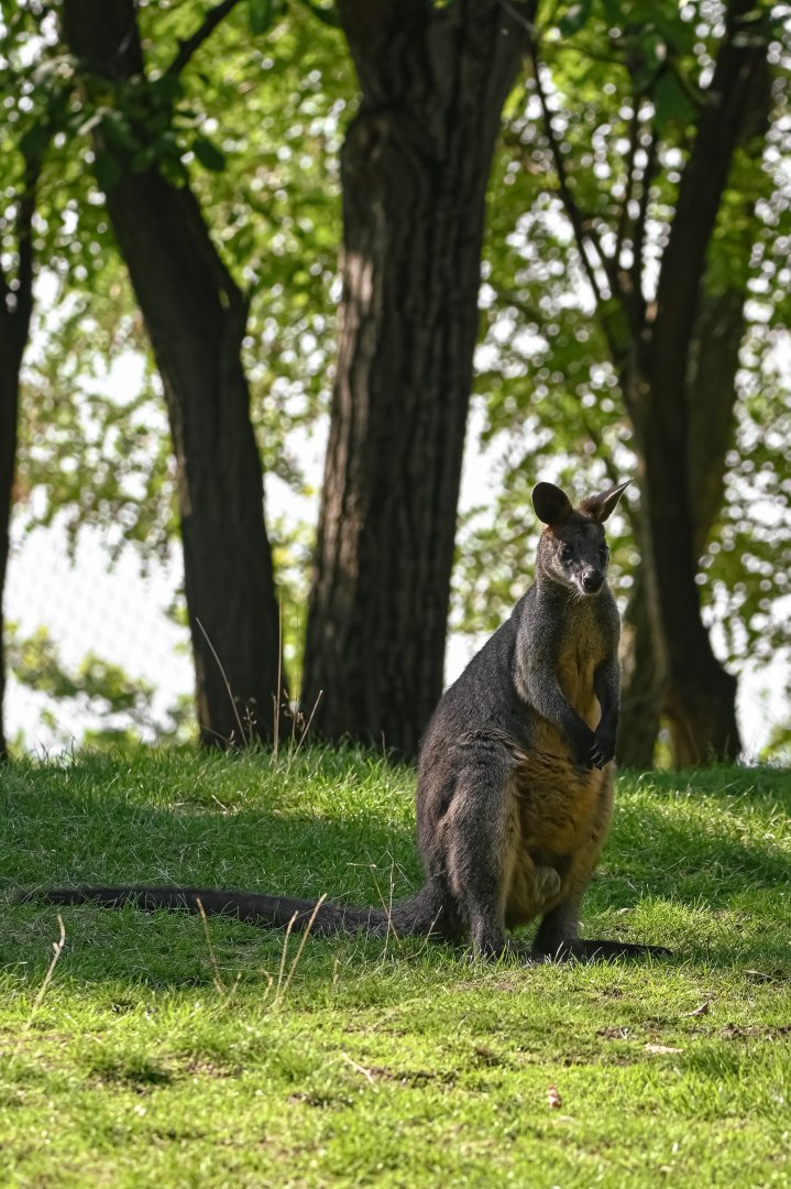Swamp wallaby