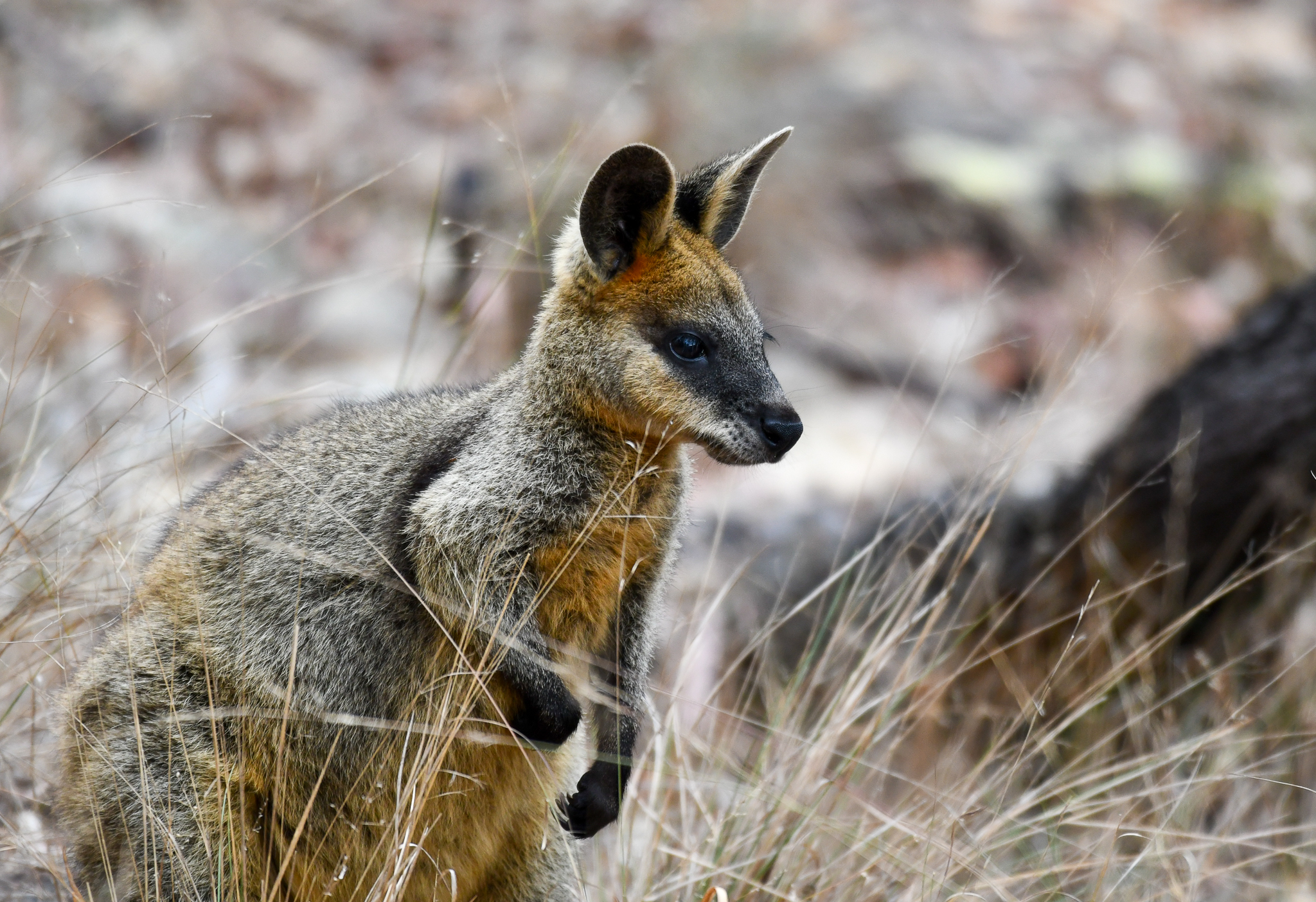 Swamp Wallaby