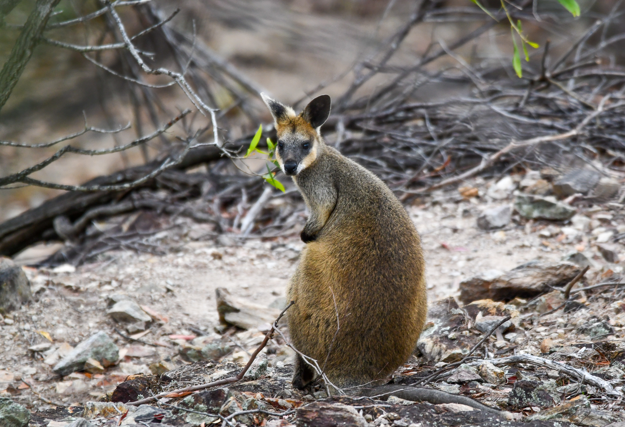 Swamp Wallaby
