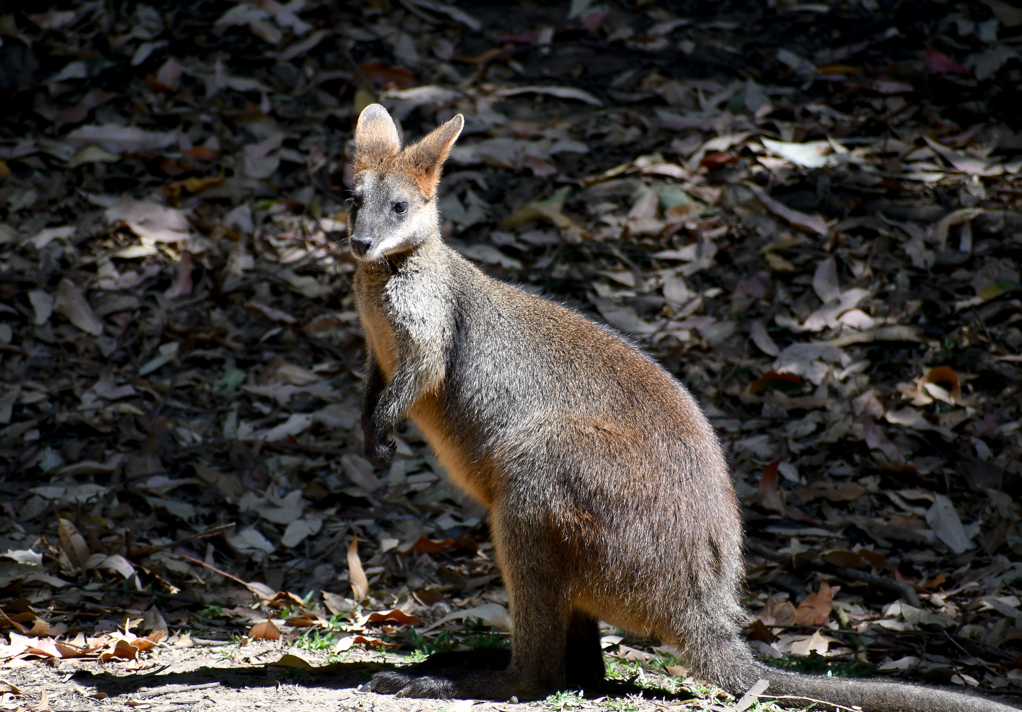 Swamp Wallaby