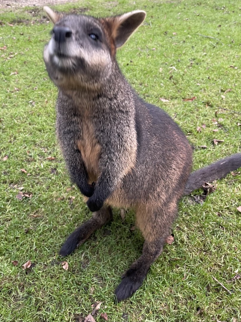 Swamp Wallaby
