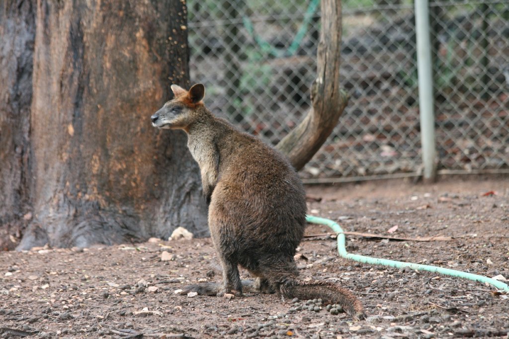 SWamp Wallaby