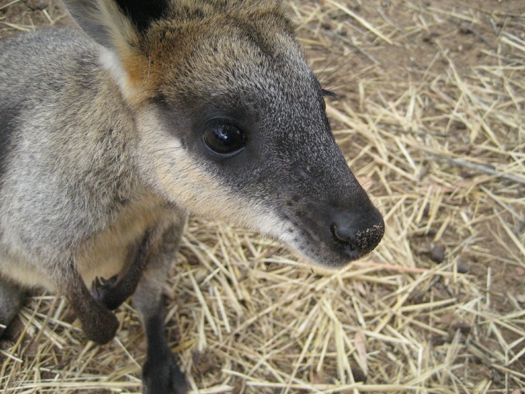 Swamp Wallaby