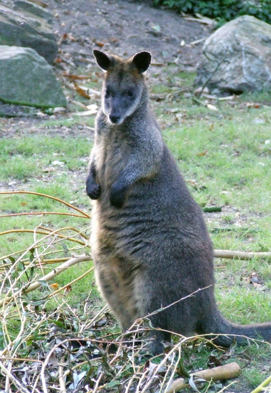 Swamp Wallaby