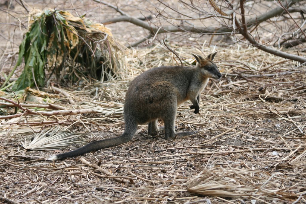 Swamp Wallaby