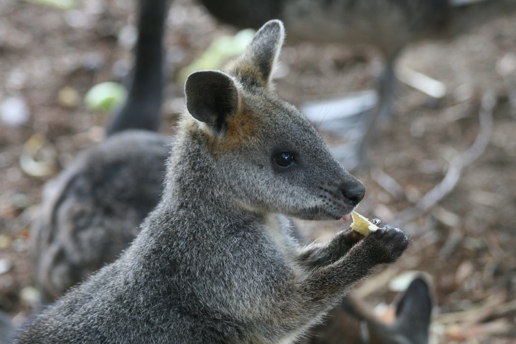Swamp Wallaby