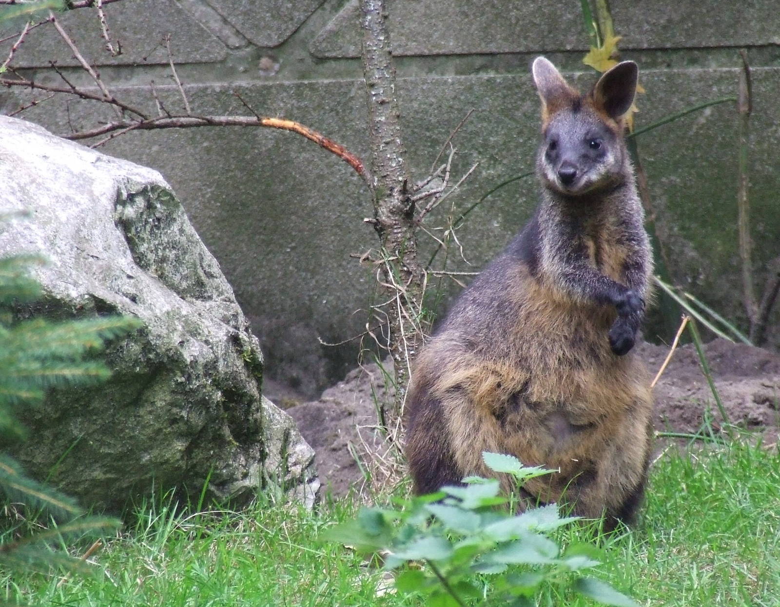 Swamp Wallaby