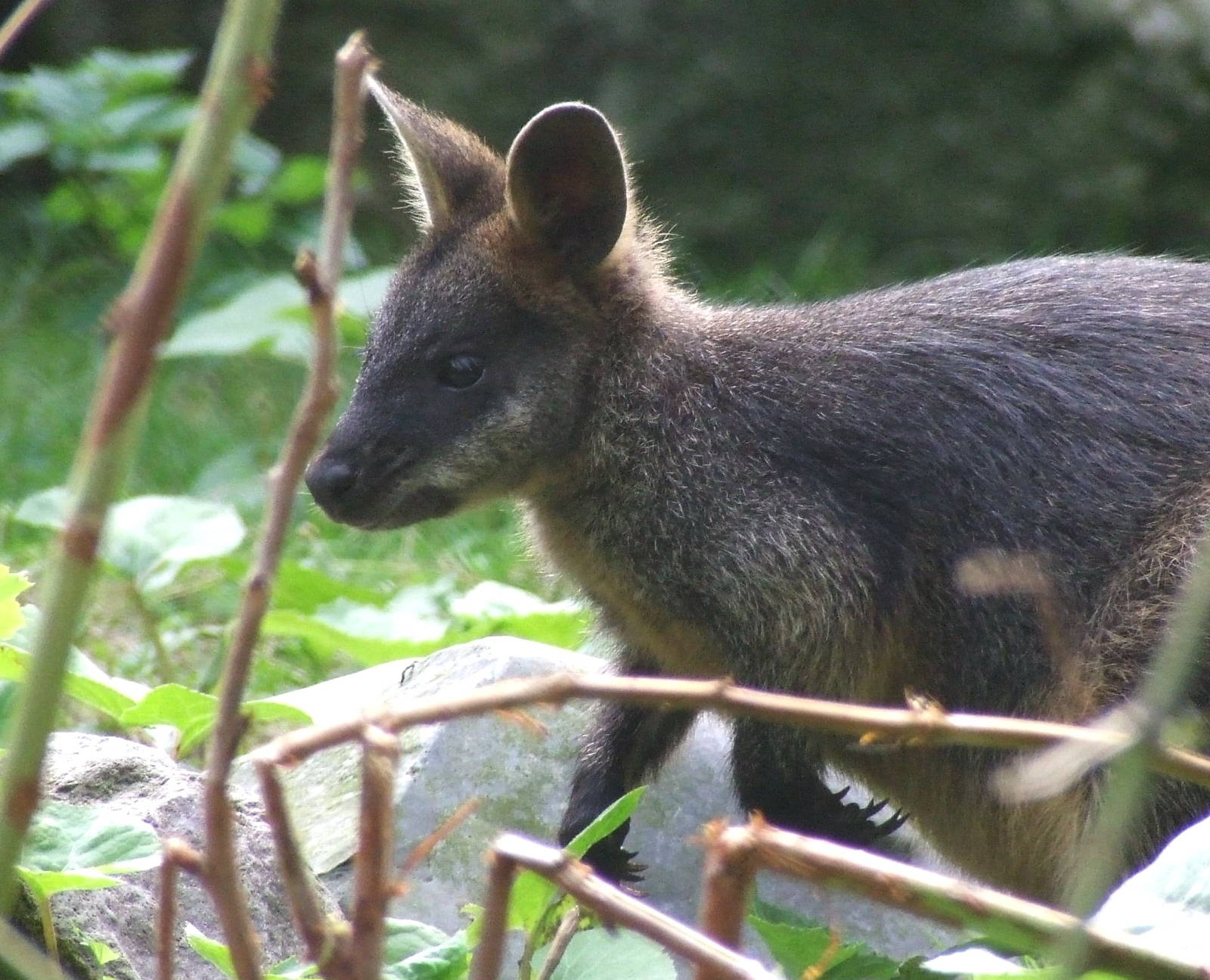 Swamp Wallaby