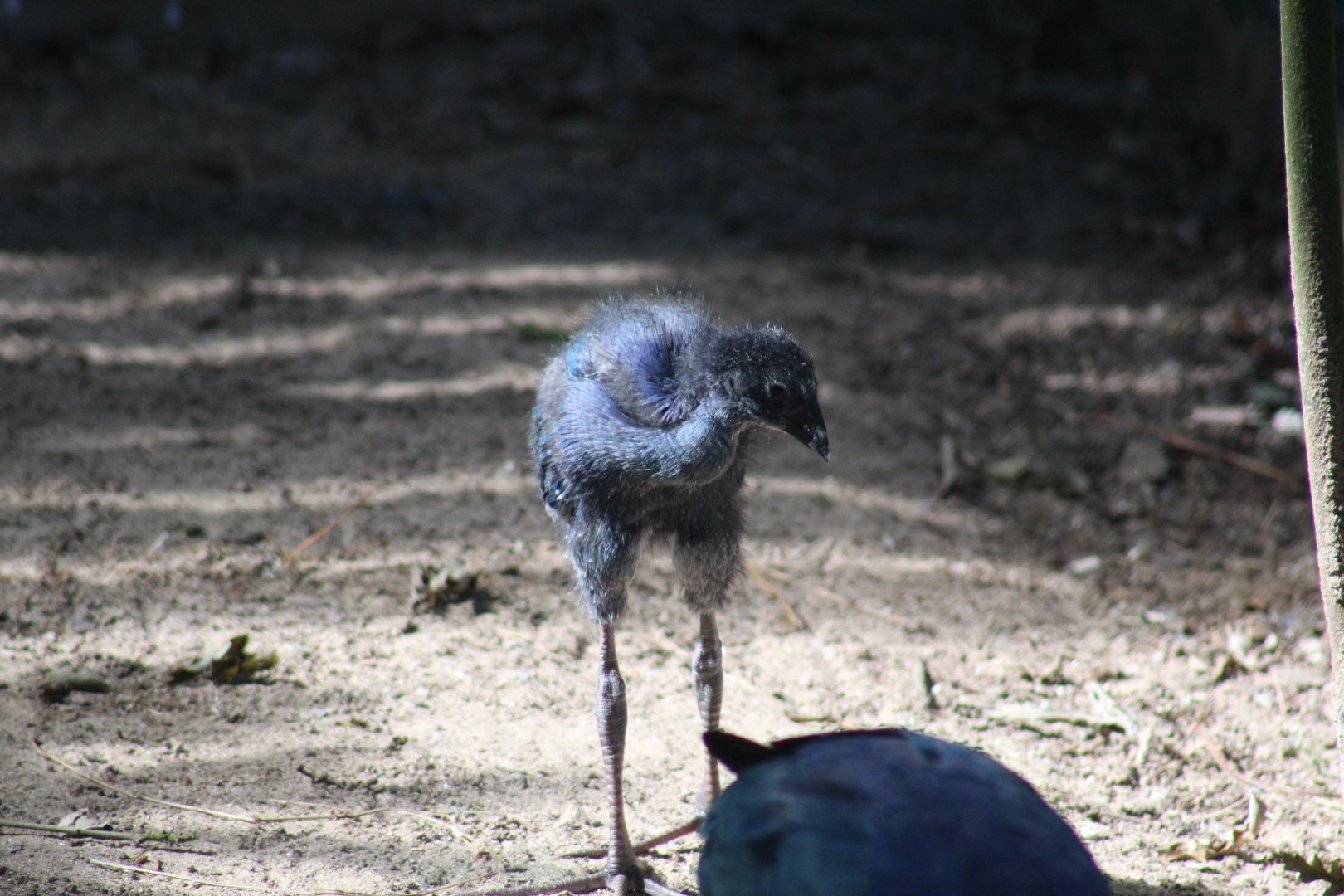 swamphen ID chick