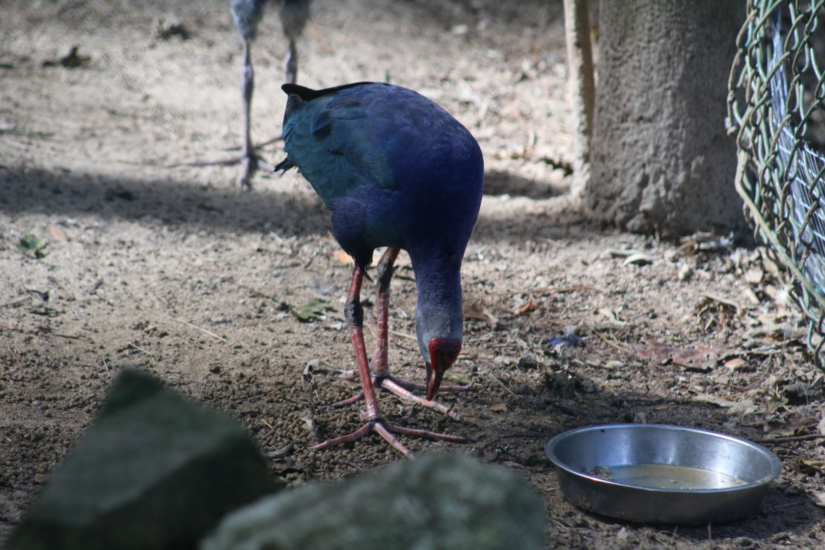 swamphen ID