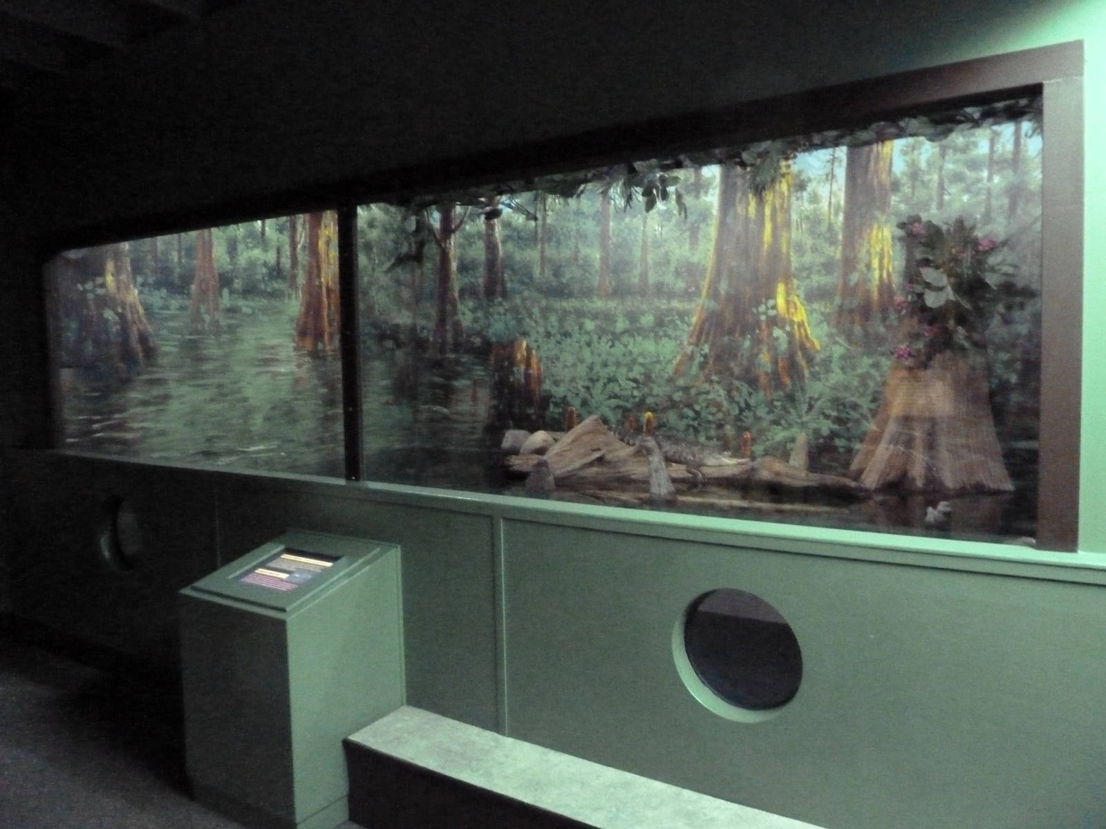 Swampland - American Alligator Exhibit