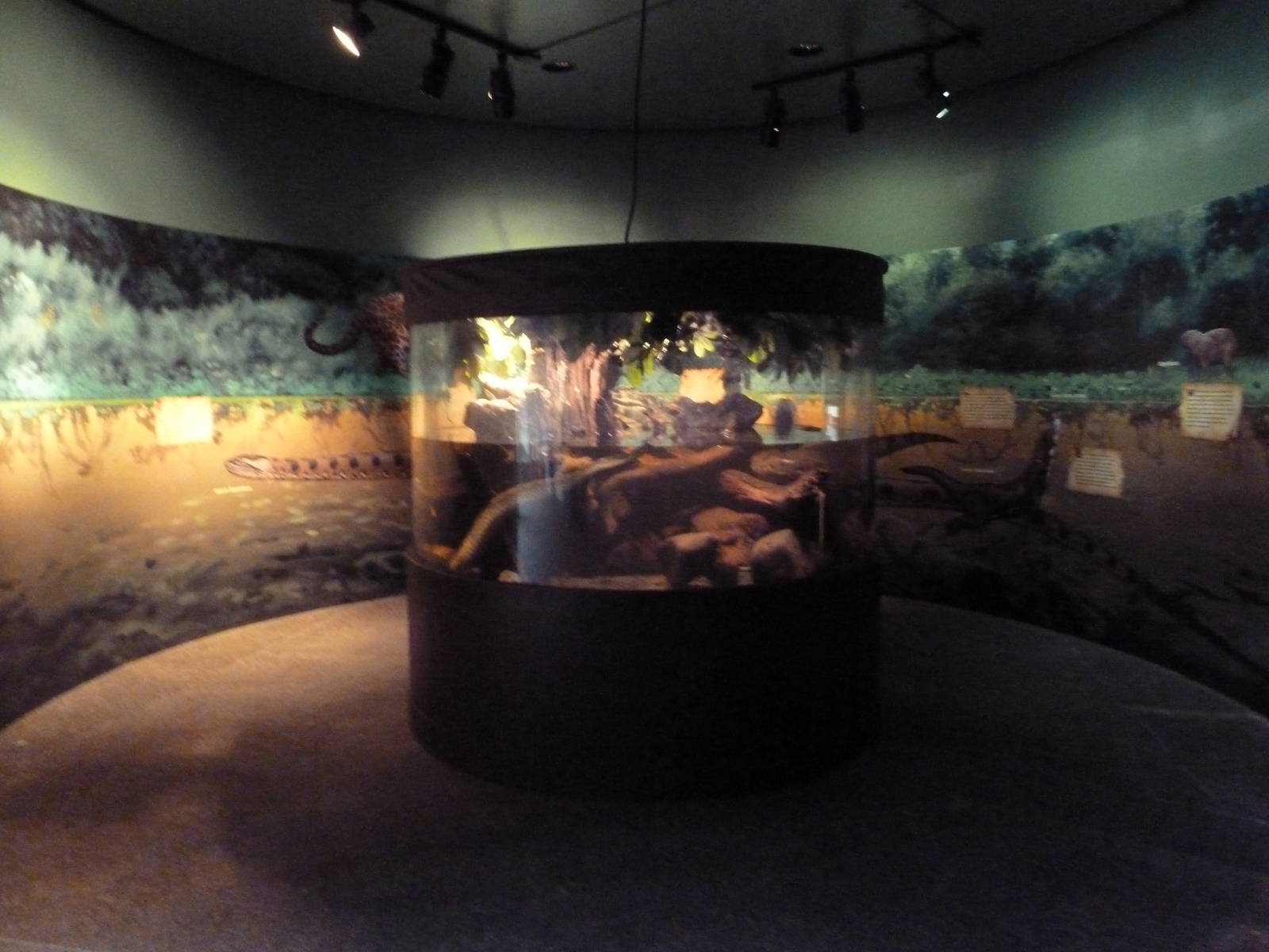 Swampland - Green Anaconda Exhibit
