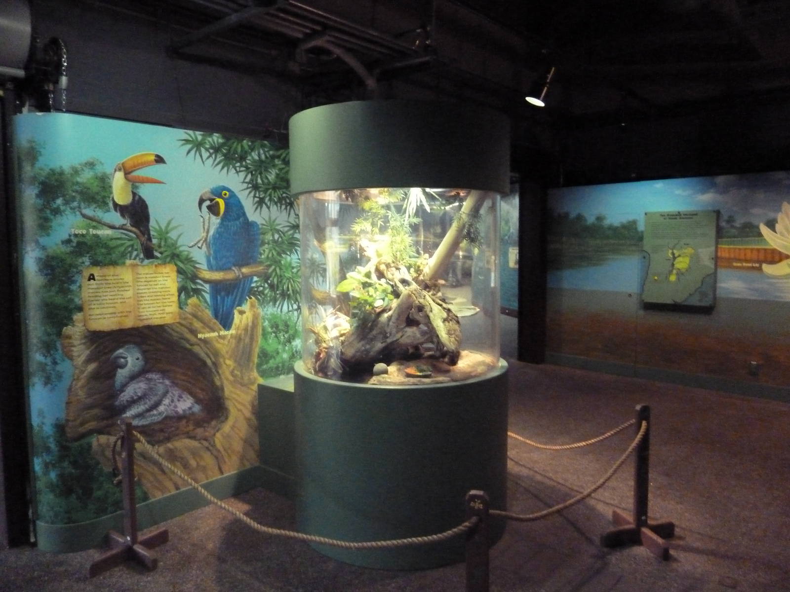 Swampland - Green Iguana Exhibit