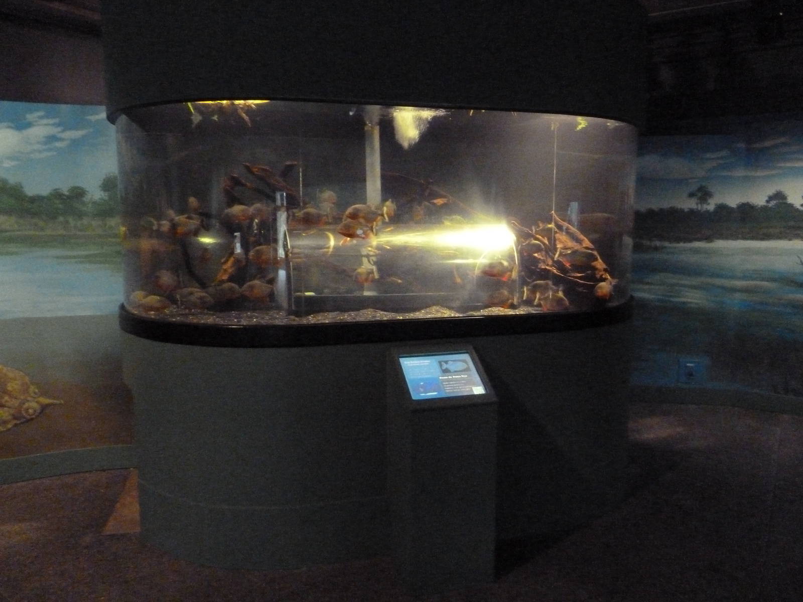 Swampland - Piranha Exhibit