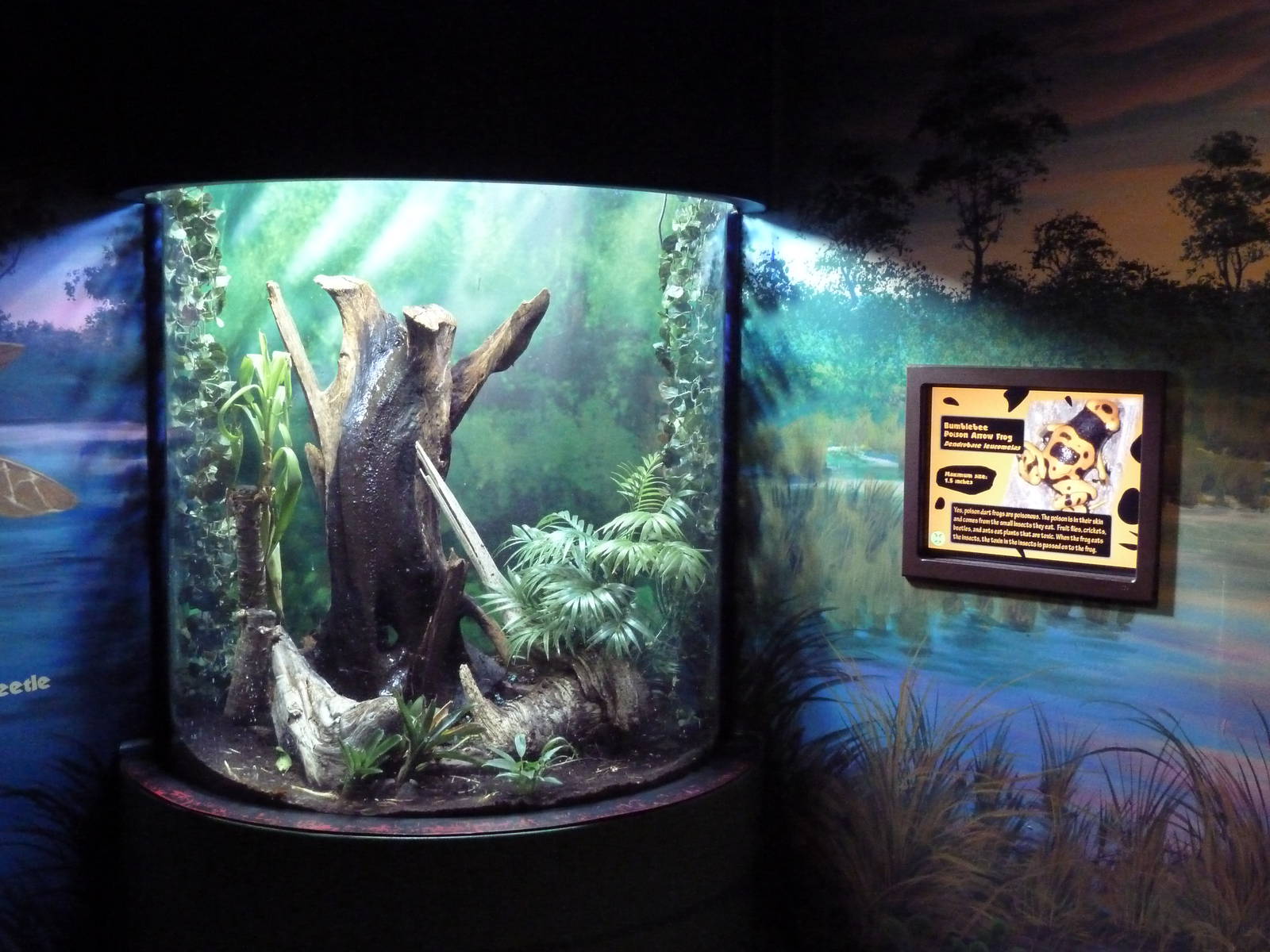 Swampland - Poison Dart Frog Exhibit