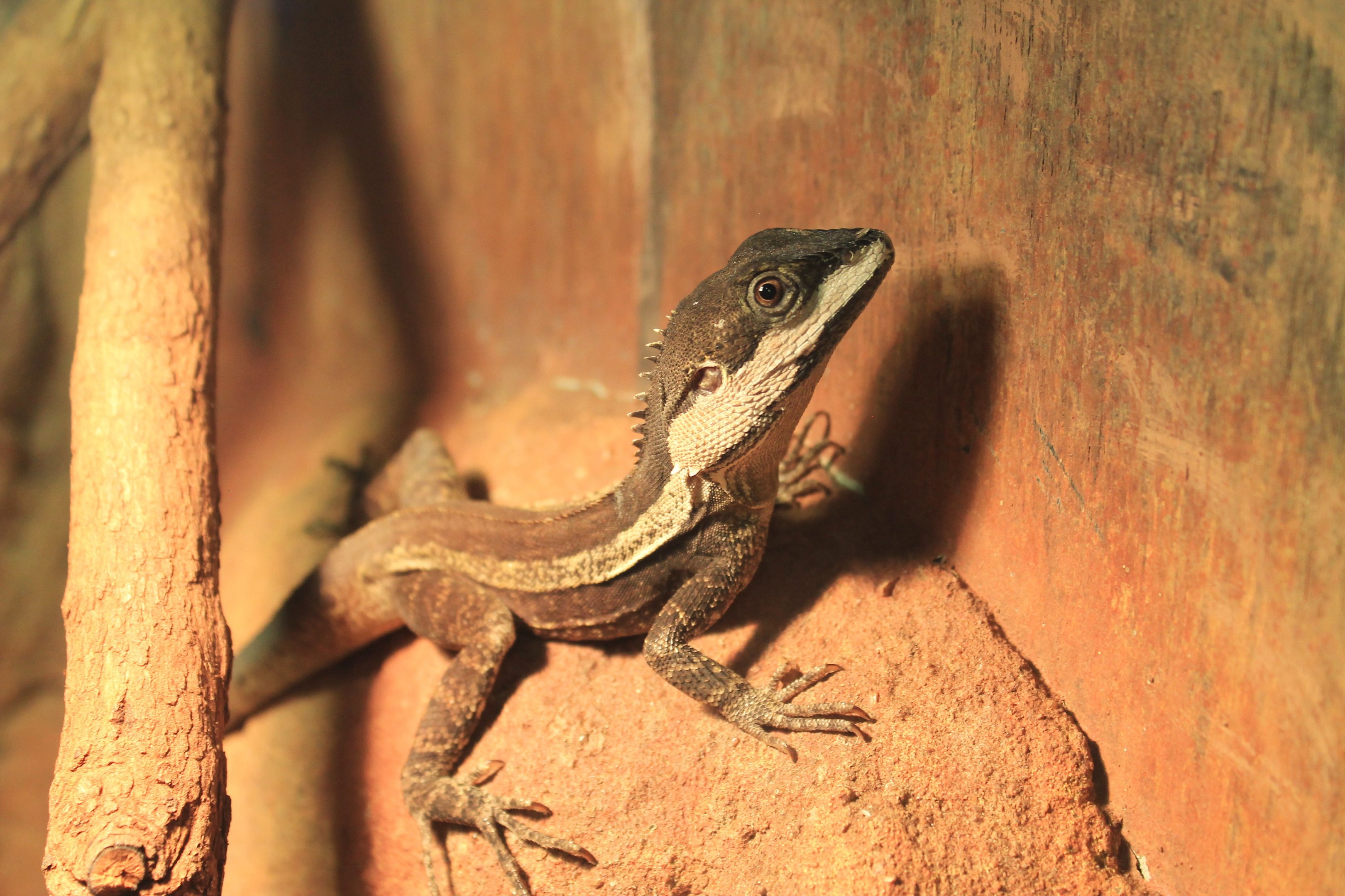Swamplands Lashtail (Tropicagama temporalis)