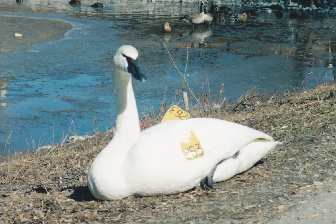 Swan 1990's