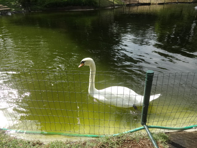 Swan at the zoo's japanese garden - Belo Horizonte zoo